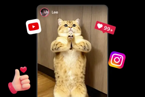 Shareable dancing cat video stickers