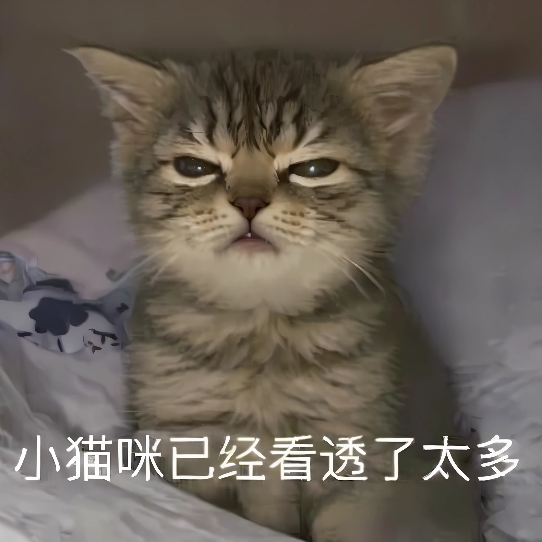 there is a cat that is sitting on a bed with a caption, sad cat, Zhongyuan Festival, Wang Chen, angry cat, meme, Chiba Yudai, aww, he has a devastated expression, funny cat, he is angry, Chinese ghost Festival
