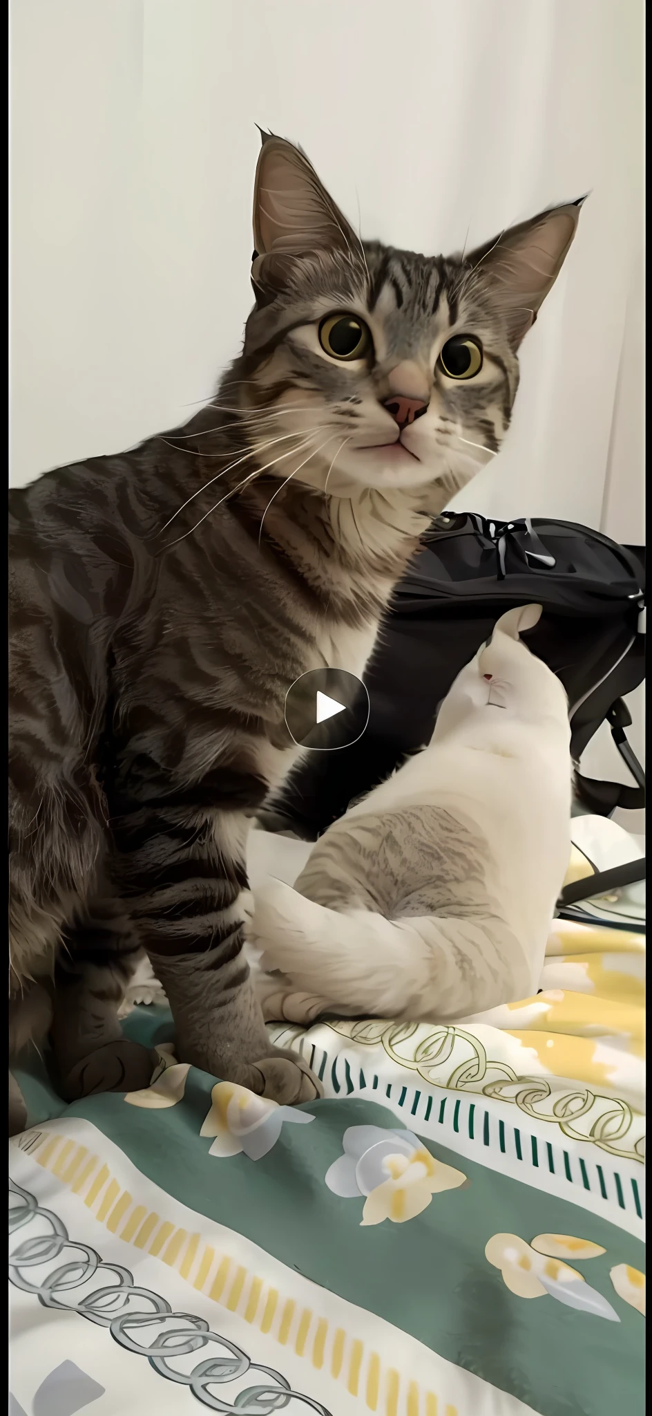 there is a cat that is sitting on a bed with a bag, funny cat, low quality video, a cat sitting in a chair, showing his paws to viewer, is looking at the camera, the cat is smiling, real-life tom and jerry, looks directly at camera, with a cool pose, awesome cat, looks at the camera, she is posing