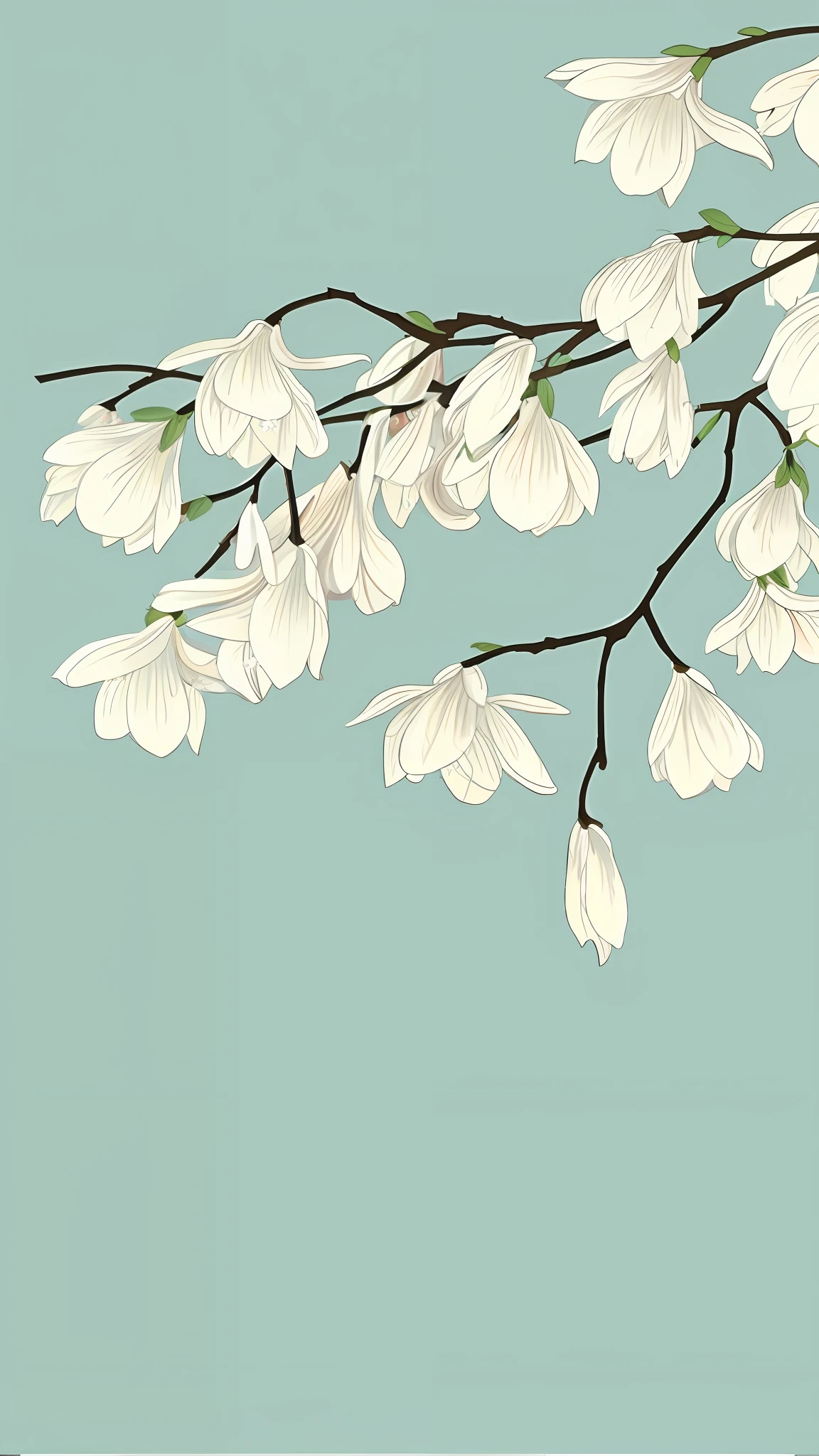 There is a picture of the branches of a tree with white flowers, white flowers, magnolia flowers, illustration, blossoms, flowers and birds, official artwork, magnolia, white flowers, this is beautiful, Chinese painting style, HD partial