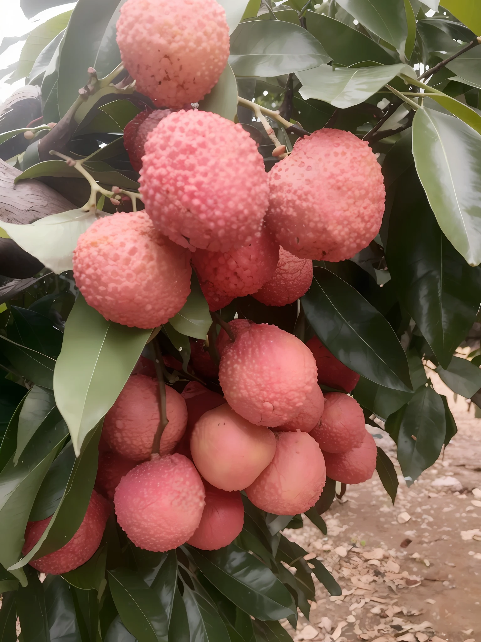 Close-up of a bunch of lychee fruits hanging from a tree, fruit, 1/30, fruit tree, F4.5