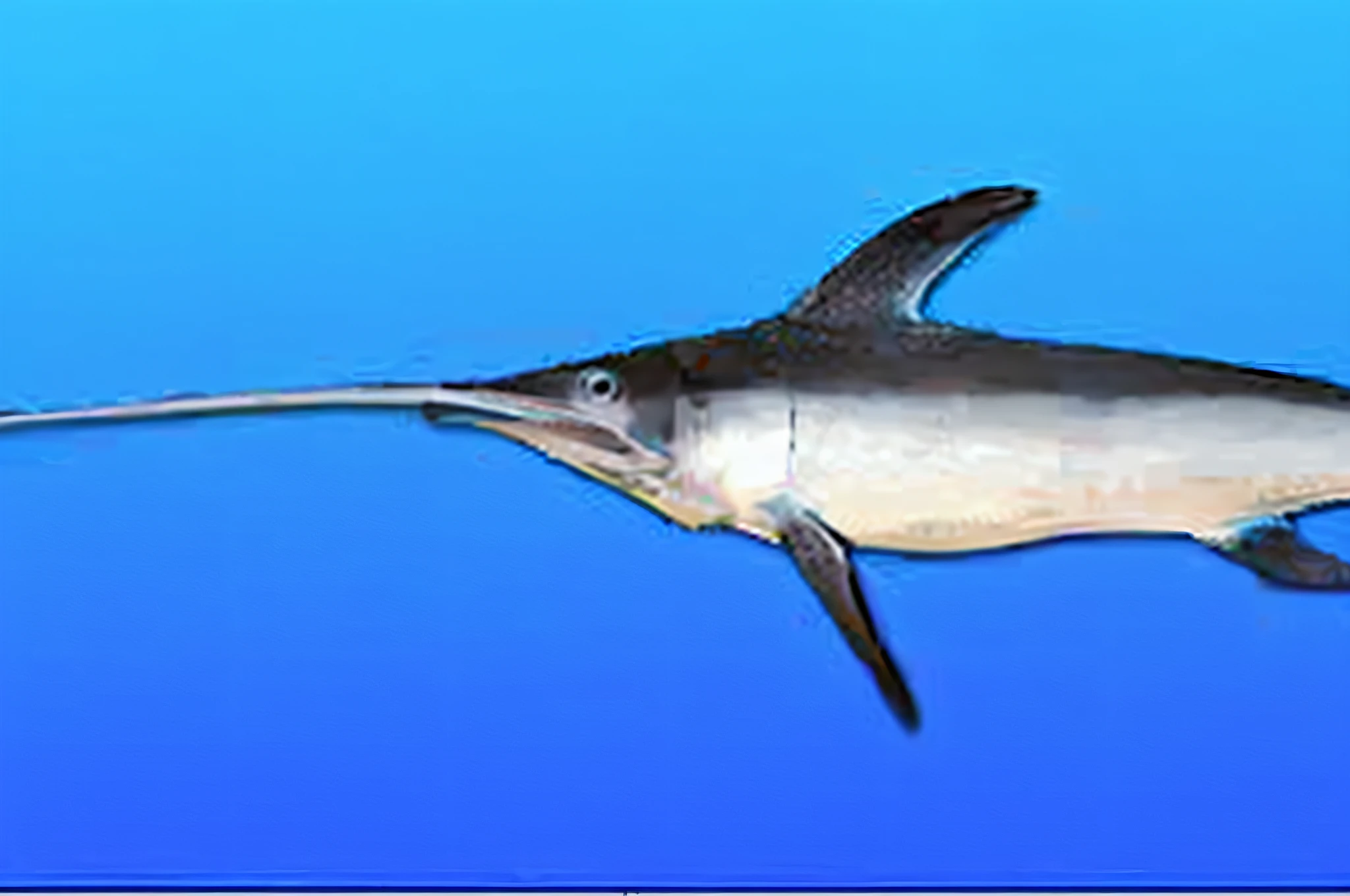 a close up of a fish with a long tail in the water, mantis and swordfishes, dolphins and swordfish, plesiosaur, thresher shark human hybrid, courtesy of mbari, sharp foccus ilustration, ocean giant creature bloop, side view of a gaunt, deep sea fish, courtesy mbari, subreddit / r / whale