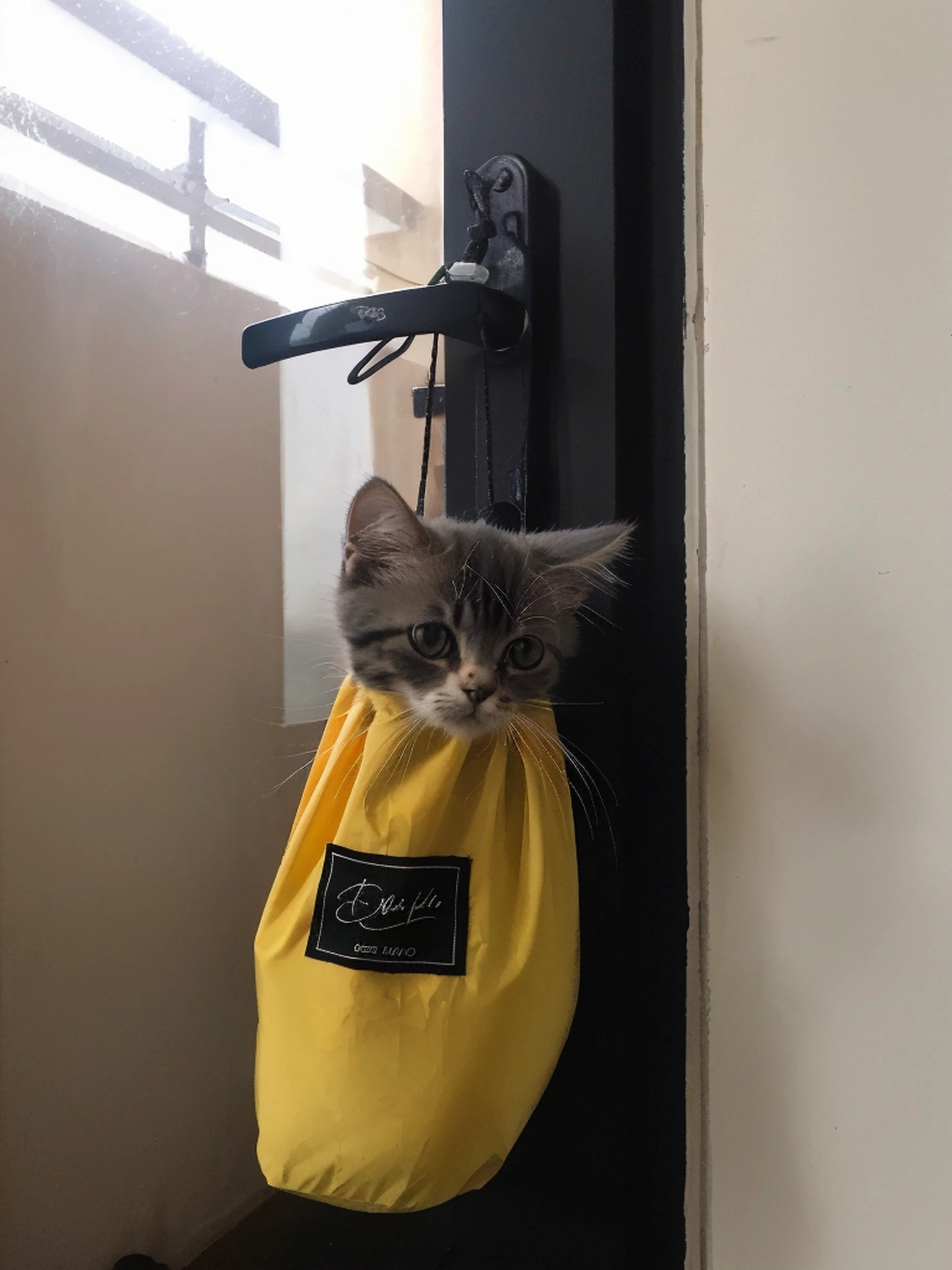 there is a cat that is sitting in a bag hanging from a door, punching in a bag, cute cat, a cute cat, cute kitten, the cutest kitten ever, an adorable kitten, elokitty, cute furry needs your help, cute cat photo, curious expression, taken with sony alpha 9, a cat, taken with canon 8 0 d