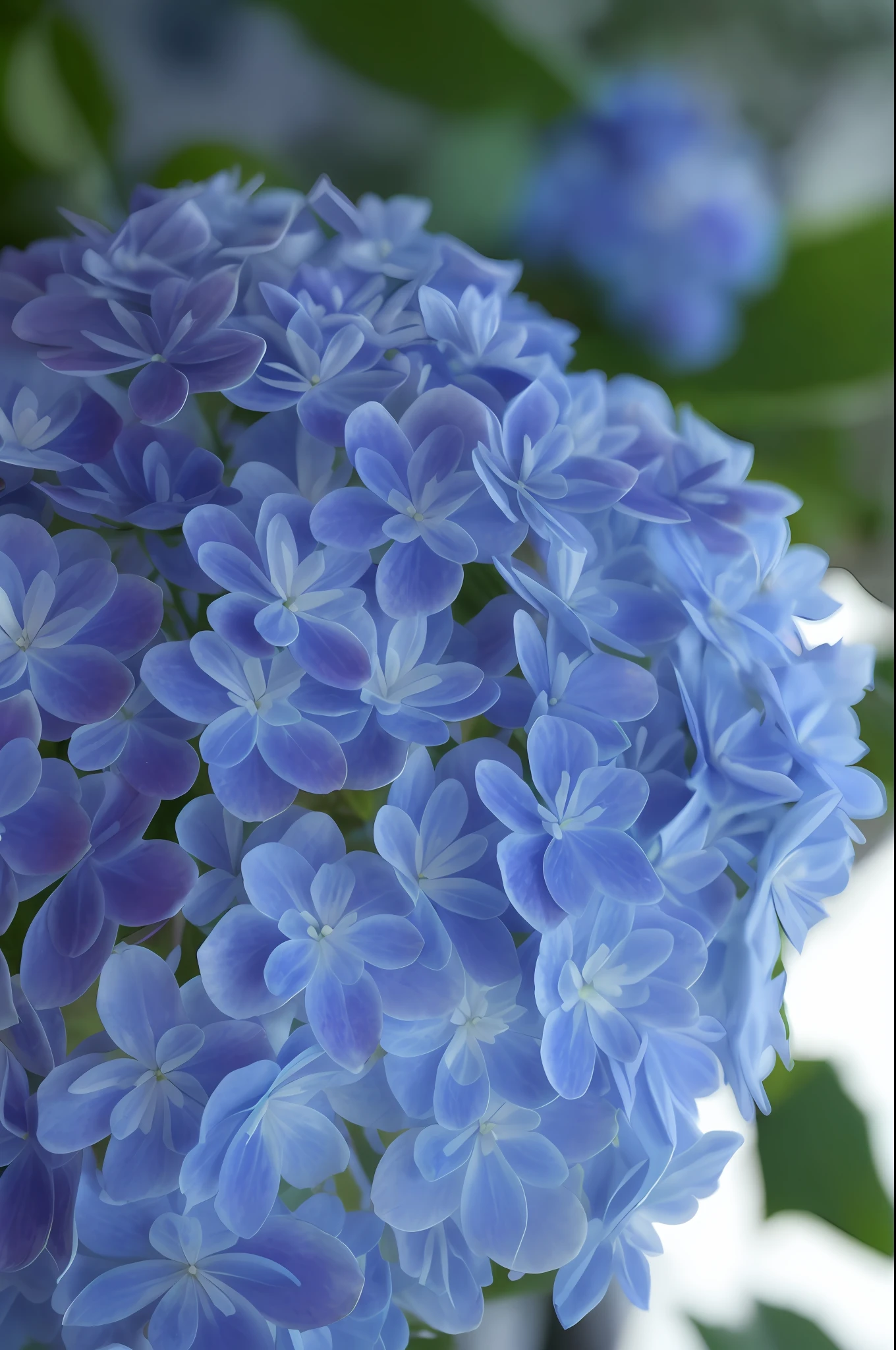 there is a blue flower that is in a vase, hydrangea, deity of hydrangeas, blue flowers bloomed all over, blue flowers, blue - petals, blue colored, an isolated hydrangea plant, blue soft details, light-blue, blue, close up of iwakura lain, vibrant but dreary blue, e. h. beatrice blue, blueish