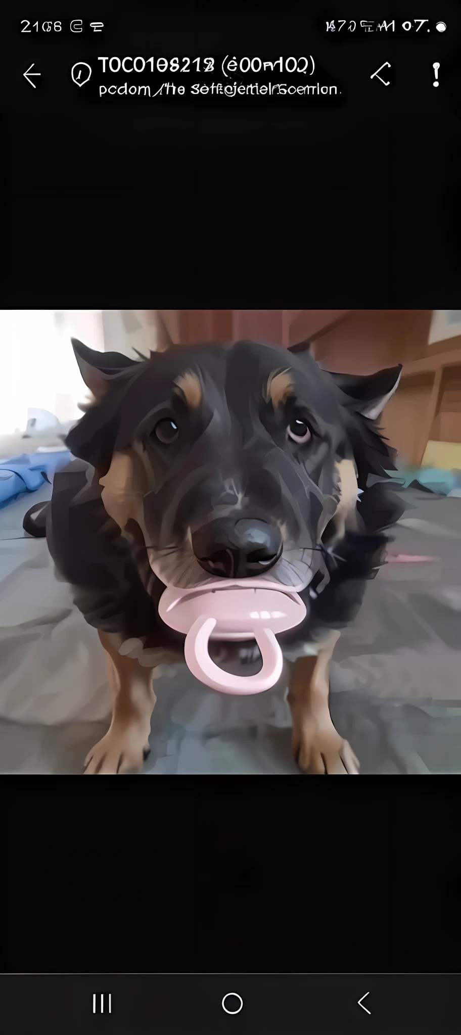 There is a dog with a pacifier in its mouth, with a very large, closeup mouth. pink pacifier in mouth, r/aww, a nose, black dog, pacifier dog, dog sucking pacifier