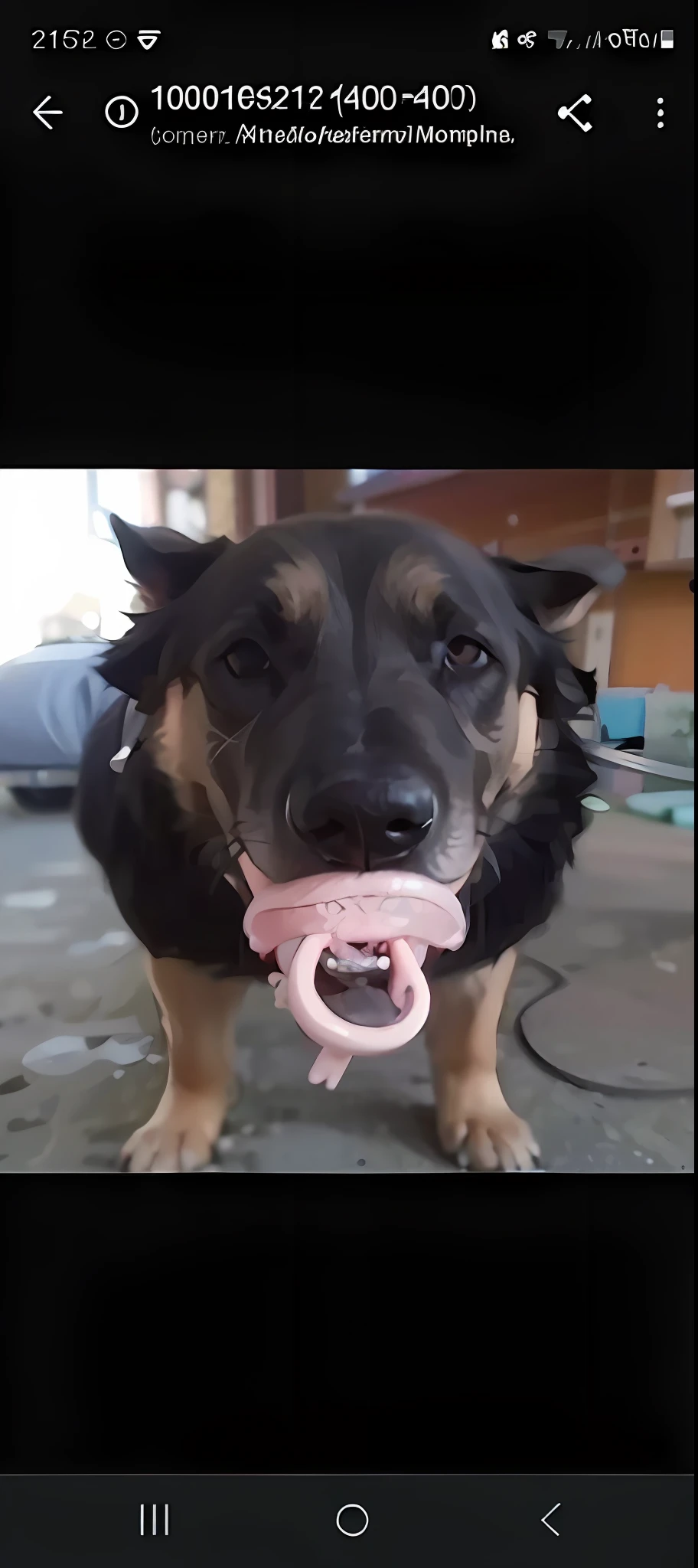 Black dog sucking pacifier, pink pacifier, dog sucking pacifier, pacifier in mouth, black and brown dog, realistic photo, 8k, detailed, detailed hair, cute dog