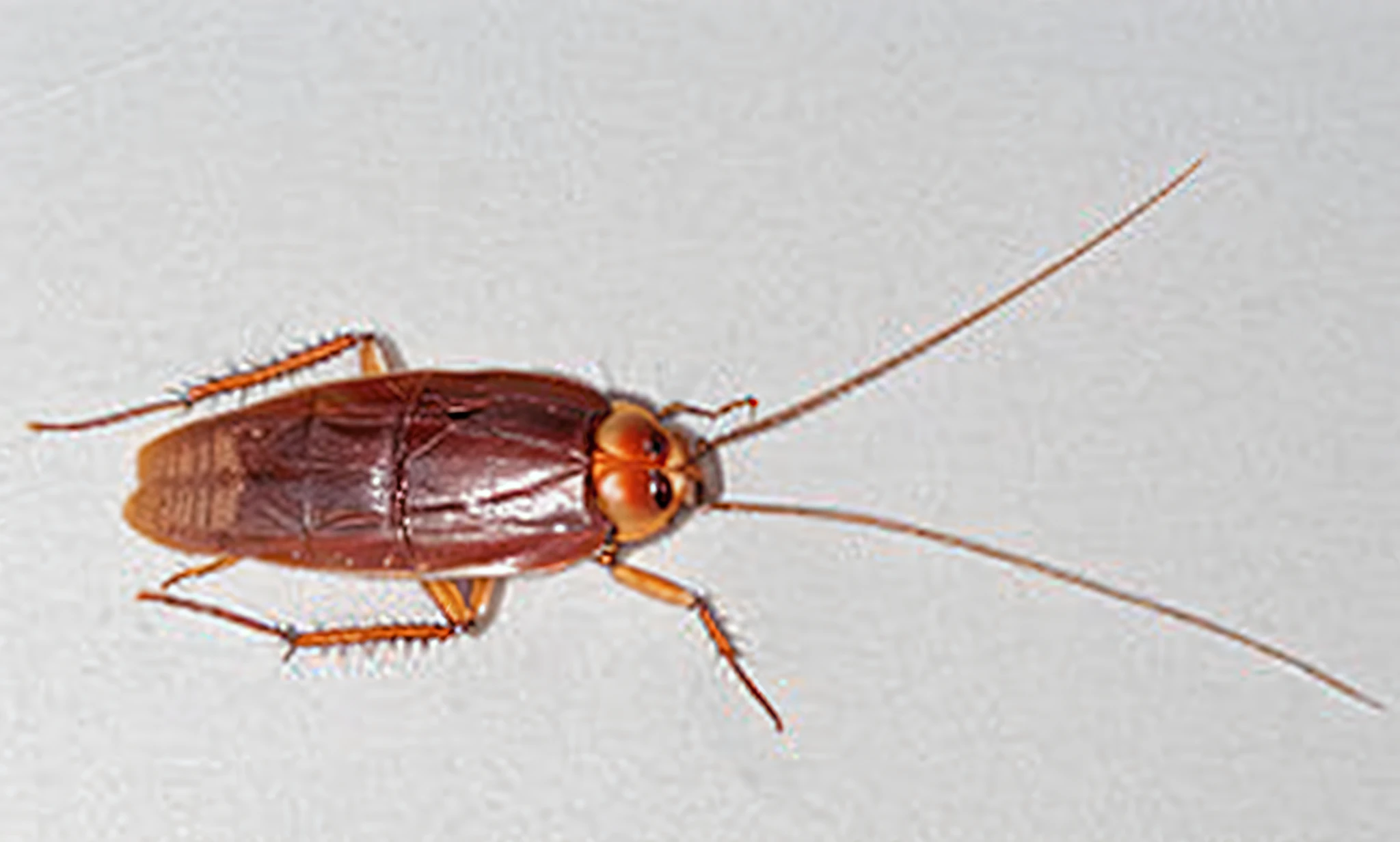 there is a cockroach on the floor in the kitchen, cockroach, violet cockroach, cockroach character, with long antennae, with long thin antennae, cockroach lady, large antennae, closeup view, hatched pointed ears, pyromallis, that looks like a insect, by Jan Rustem, insectile forearms folded