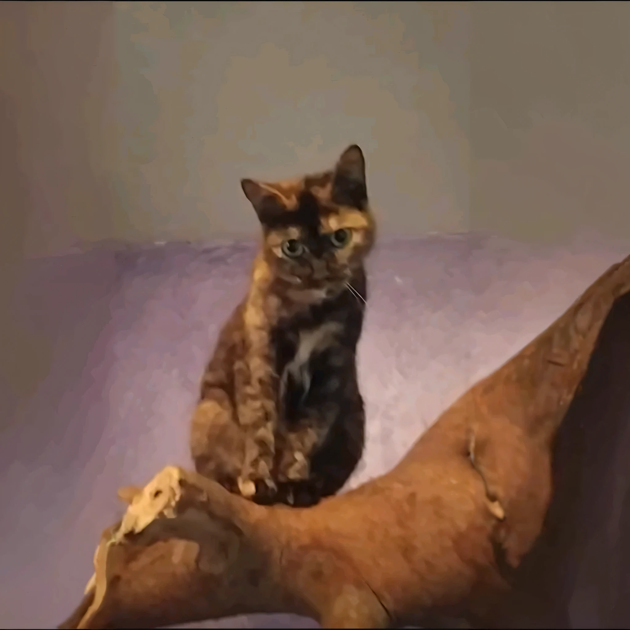 There's a cat sitting on a tree trunk, she's facing the camera, she's posing, she's looking at us, and there's tree trunks
