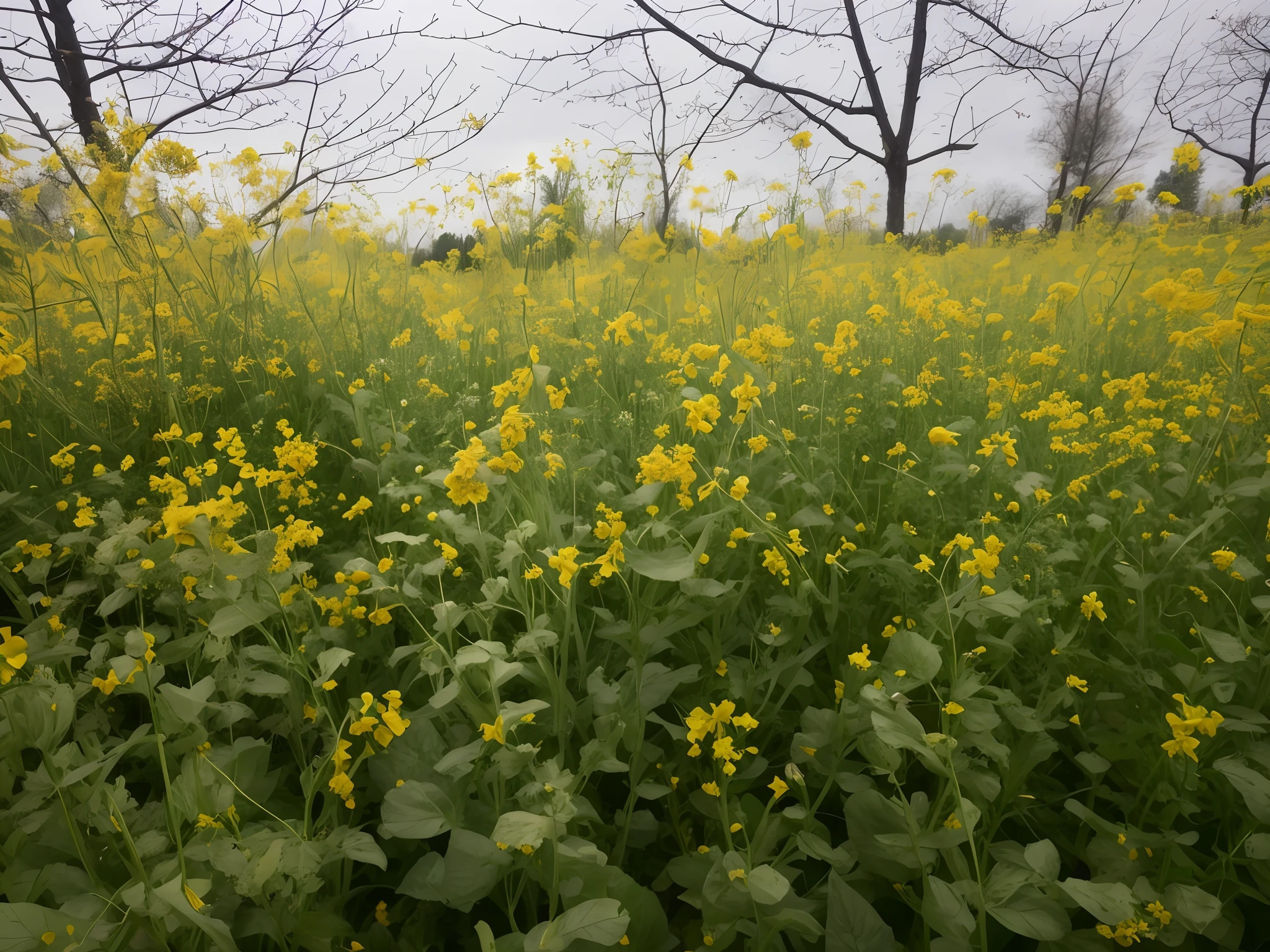 a close up of a field of yellow flowers with trees in the background, osr, mustard, full of yellow flowers flowers, vibrant but dreary gold, proteus vulgaris, with yellow flowers around it, yellow flowers, by Kiyoshi Yamashita, yellow and greens, buttercups, by Yasushi Sugiyama, by Gigadō Ashiyuki