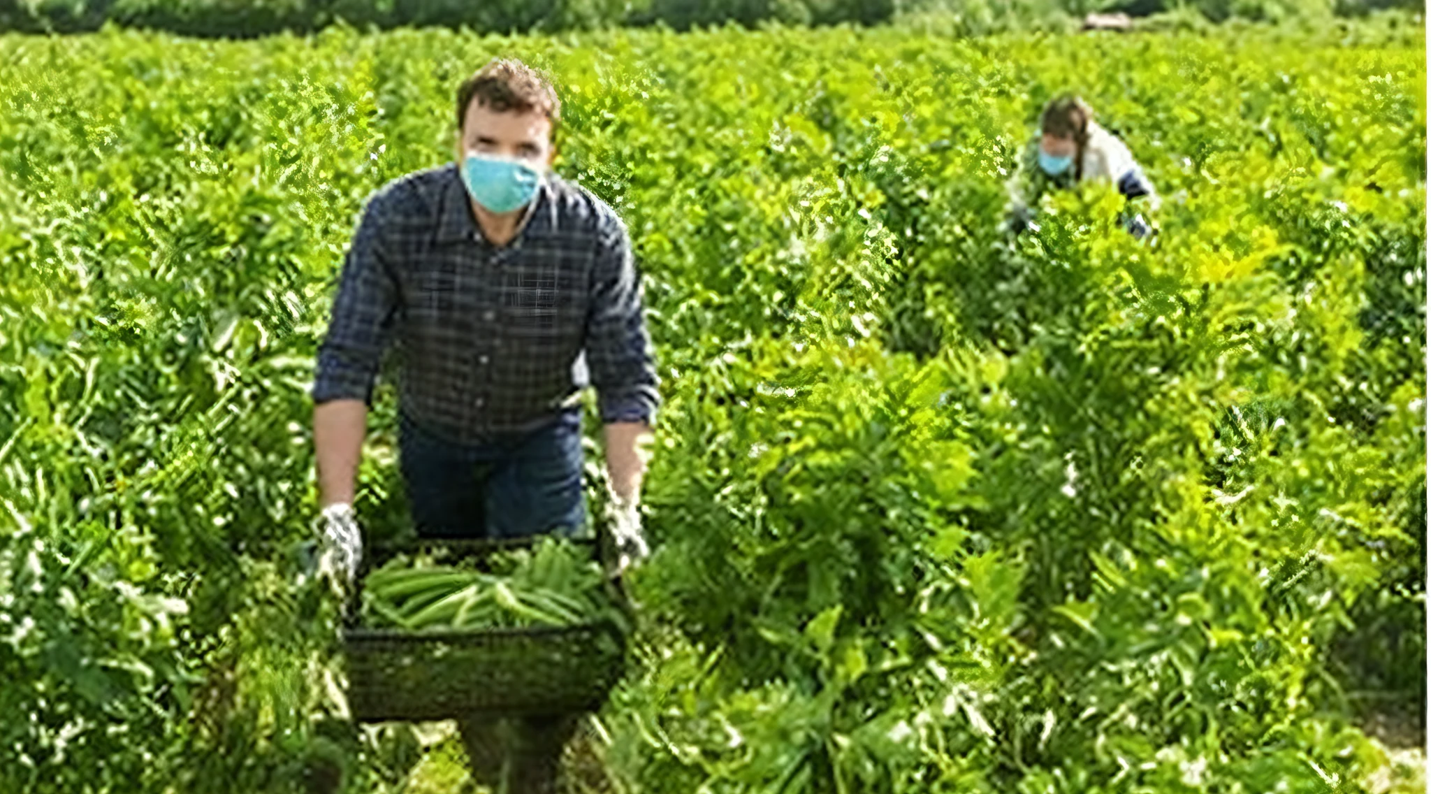 arafed man in a field with a basket of vegetables, picking up a can beans, farmer, people at work, high quality photo, high picture quality, farming, media photo, villagers busy farming, trending photo, 2 0 2 2 photo, abcdefghijklmnopqrstuvwxyz, in rows --auto --s2