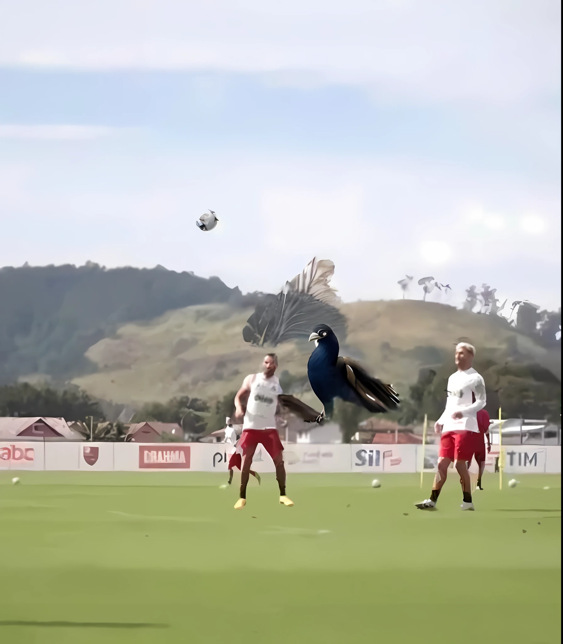 replace the player, with a bird, black and red, flown