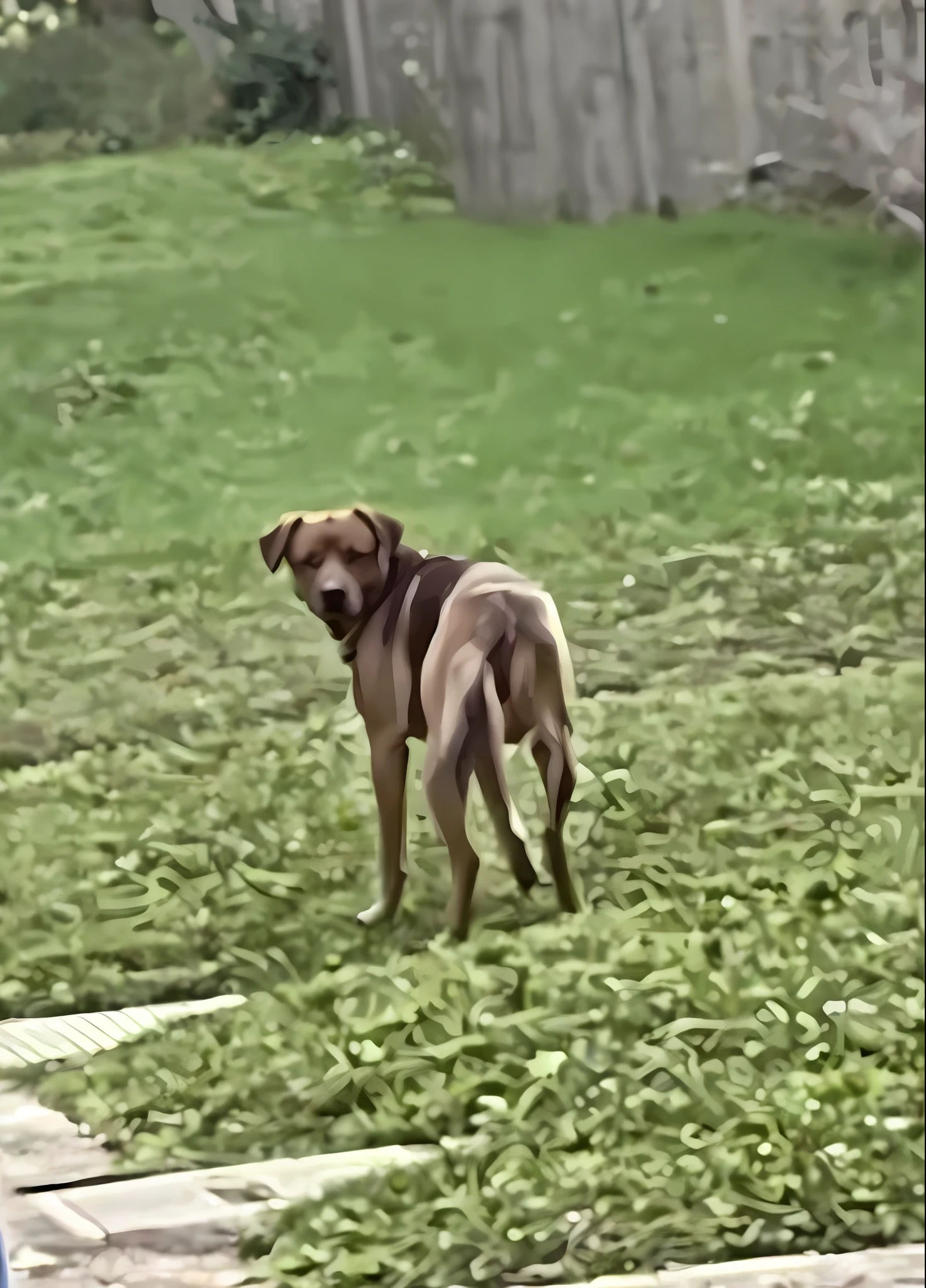 there is a dog that is standing in the grass by a fence, skinny male, beautiful mutt image, enlarged photo, very low quality image, a beautiful pose, frontal, thin, very silly, adult dog, very artistic pose, very beautiful, looking to the left, a full wide shot, listing HD image --v4
