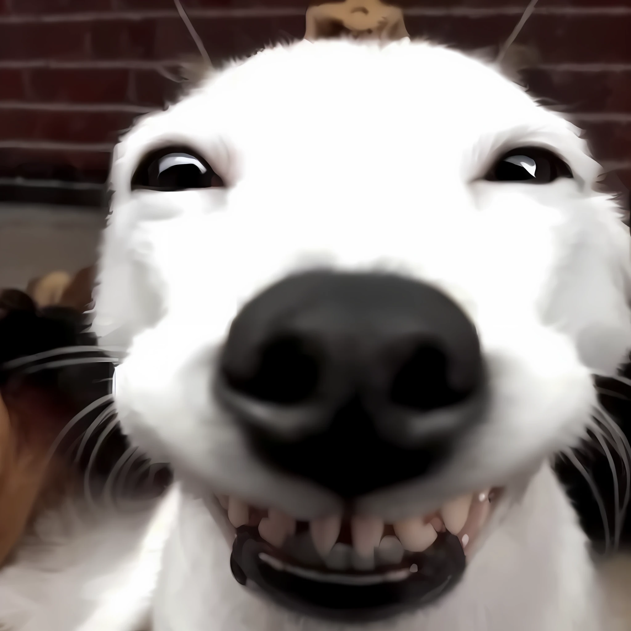 there is a dog that is smiling and looking at the camera, insane smile, happy dog, selfie of a dog, ridiculous smile, wide grin, happily smiling at the camera, winking at the camera, sneering at the camera, making the best smug smile, smiling into the camera, very huge smile, dog teeth, he is very happy