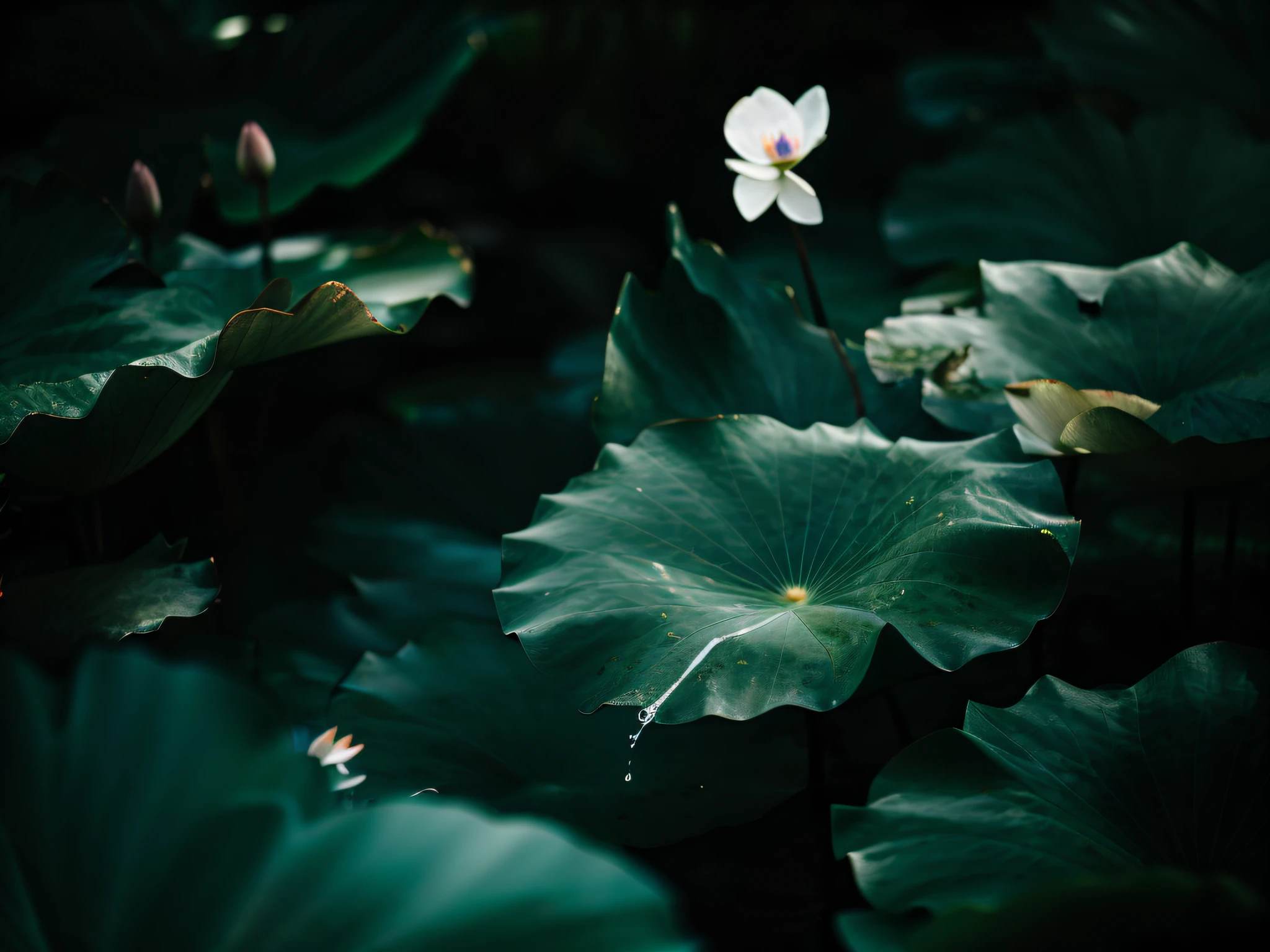 There is a white flower growing from the leaves, green water lily mat, lotus on the water, on the lush leaf planet, water lily mat, water lily mat, low angle 8K HD nature photo, dark green leaves, lush garden leaves and flowers,