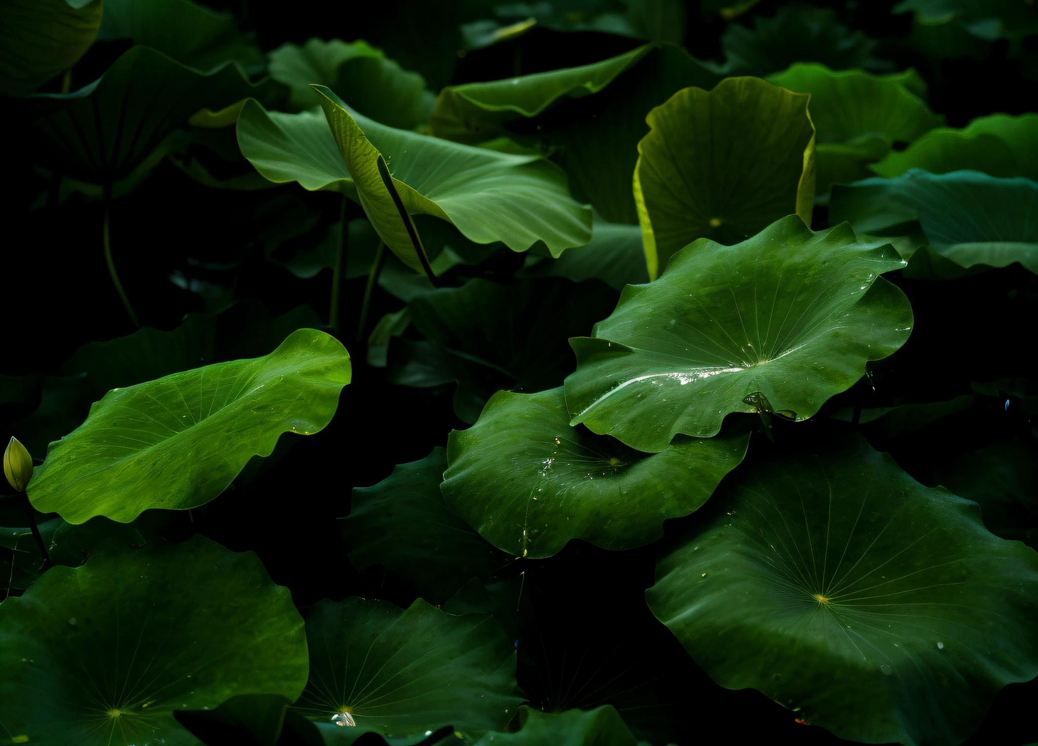 There is a large green lotus leaf with many leaves and water droplets, green lotus leaves, lotus flowers on dense leaves, dark green leaves, lotus ponds, daylight.