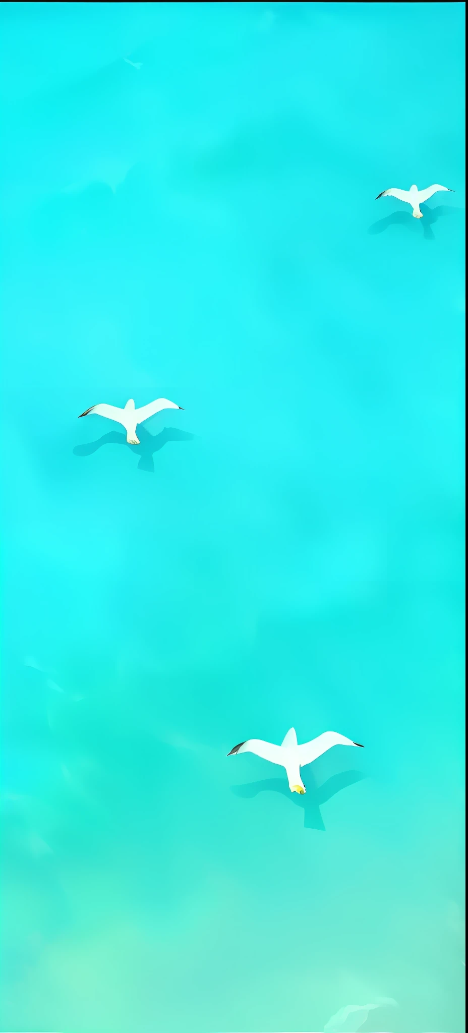 Three birds flying over sea water in blue sky, seagulls, swimming, in the ocean, in the sea, turquoise ocean, turquoise water, ocean background, on the sea, flying over the ocean, aerial view, in the ocean, bird's eye view, water, seagull, floating. green-blue, mobile wallpaper, sea, white waves