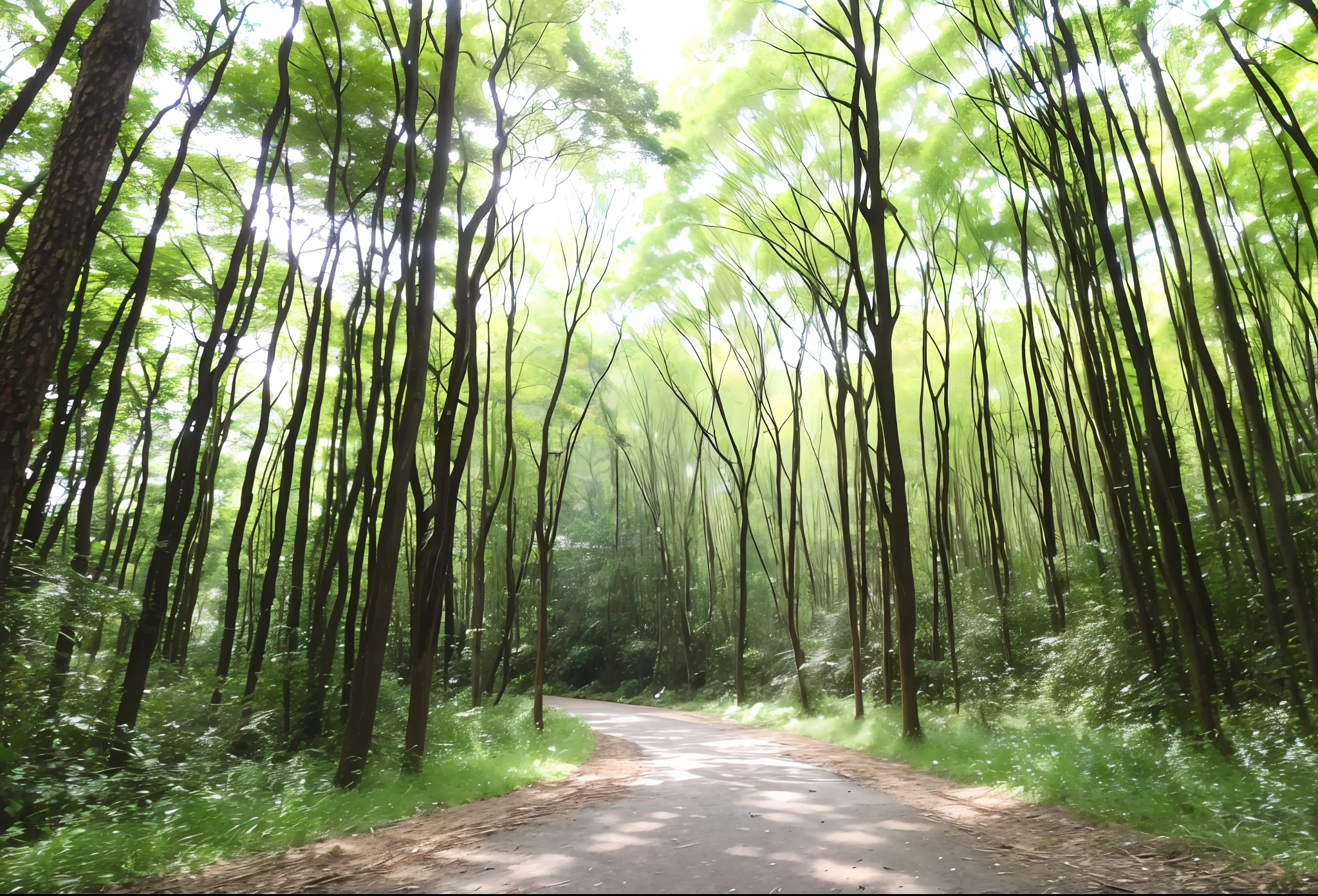 Bright sunshine forest、grass、