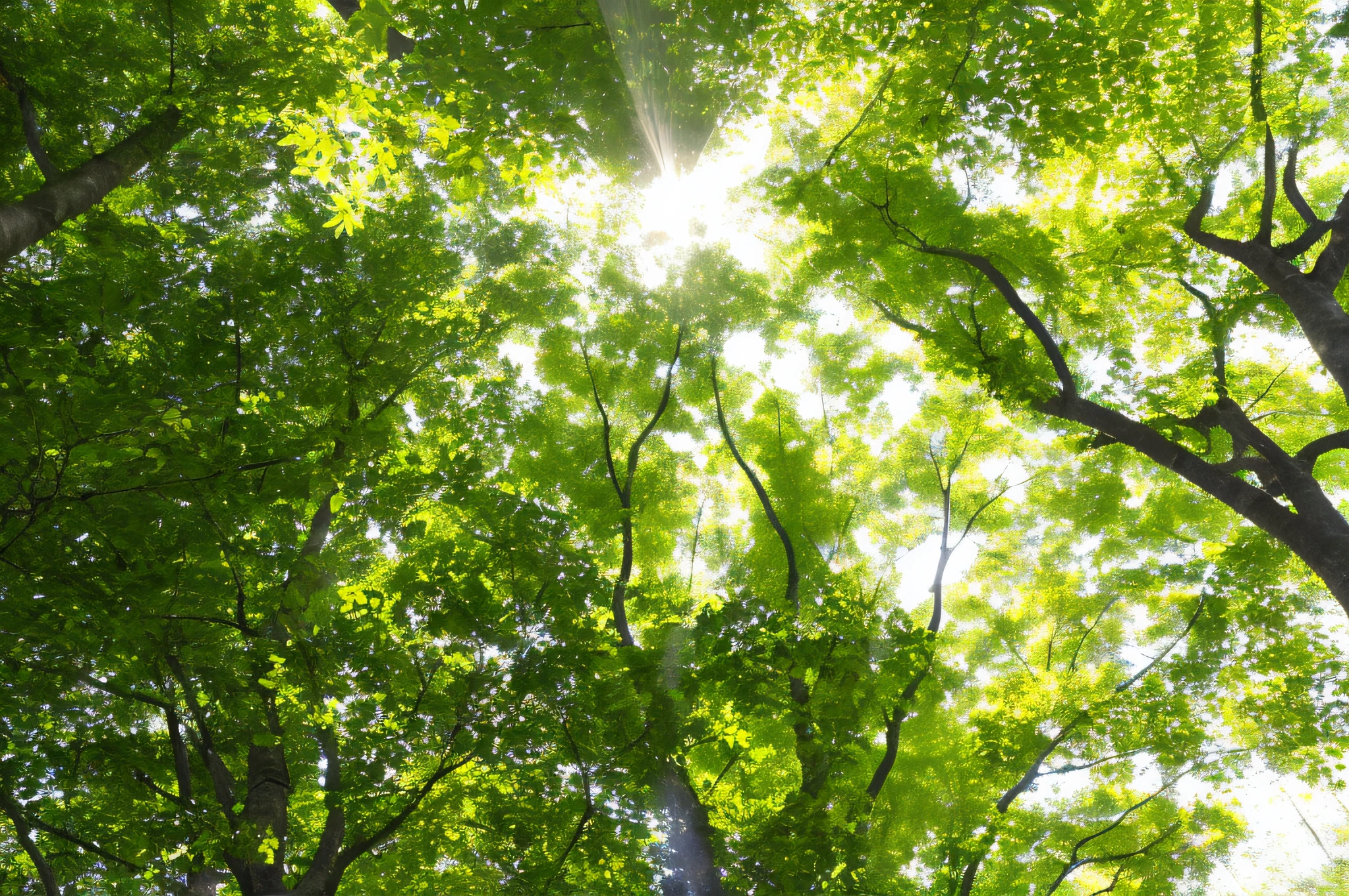 araffes looking up at the sun through the trees in a park, sun - rays through canopy, green forest, sun shining through the leaves, sun filtering through trees, bright forest, forest ray light, sun through the trees, sun shining through the trees, japan lush forest, sunny day in the forrest, in green forest, forest trees