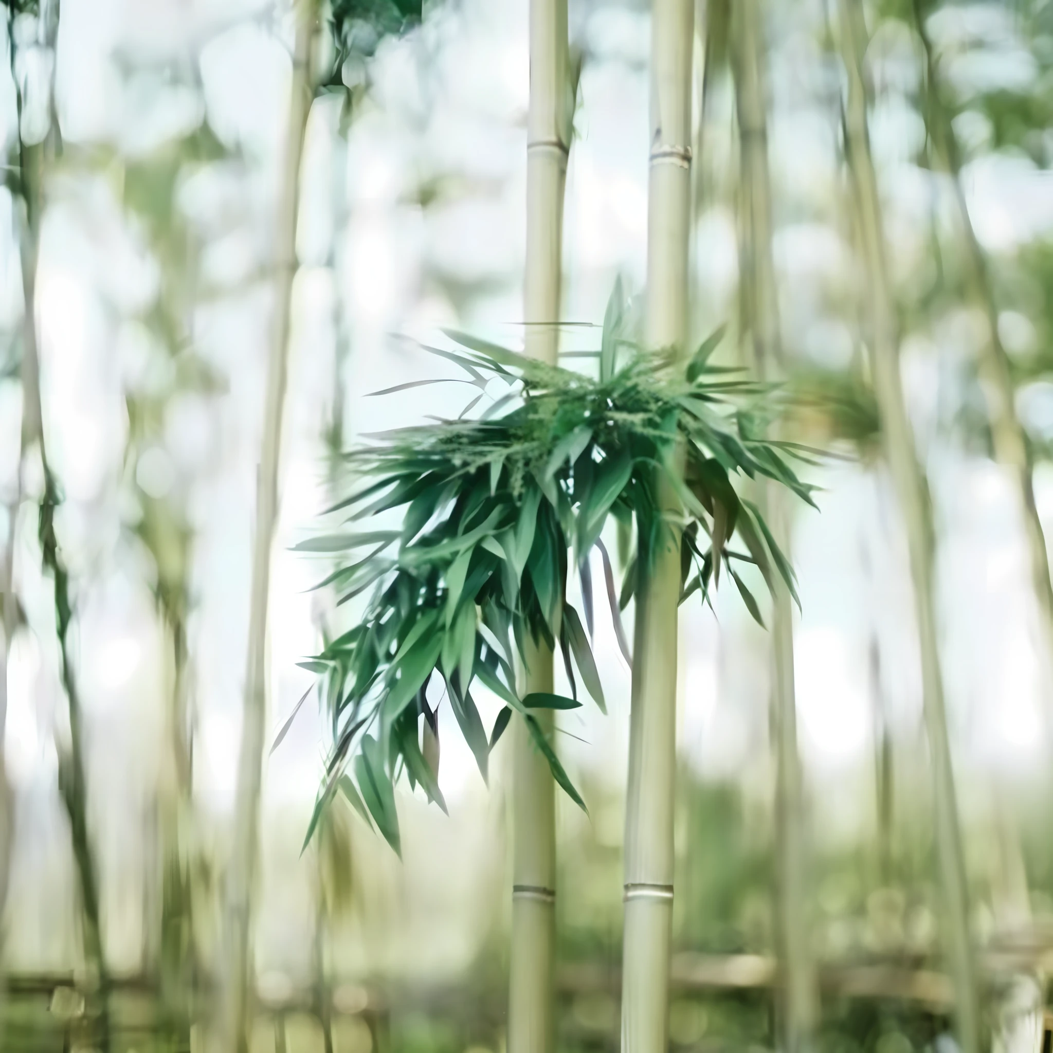 there is a small plant that is growing in the middle of a bamboo forest, bamboo forest, of bamboo, in a bamboo forest, bamboo forest in the background, tall plants, bamboo, made of bamboo, willow plant, large plants in the background, walking in a bamboo forest, lush plant and magical details, plant photography, deep in a japanese bamboo forest, beautiful image