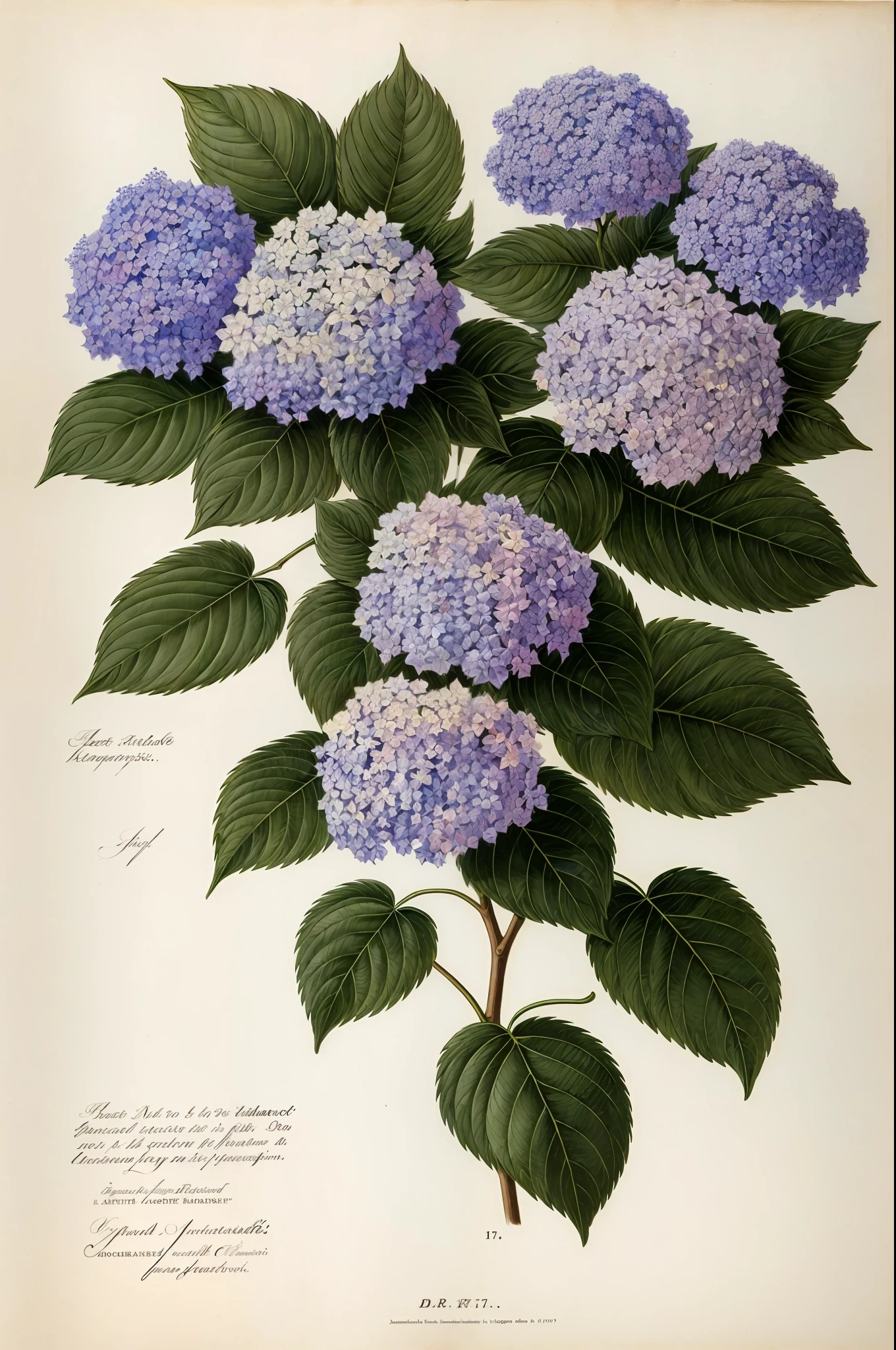 (best quality:1.2), (detailed:1.2), (masterpiece:1.2), vintage botanical illustrations of hydrangea flowers (1770 1775) in high resolution by John Edwards