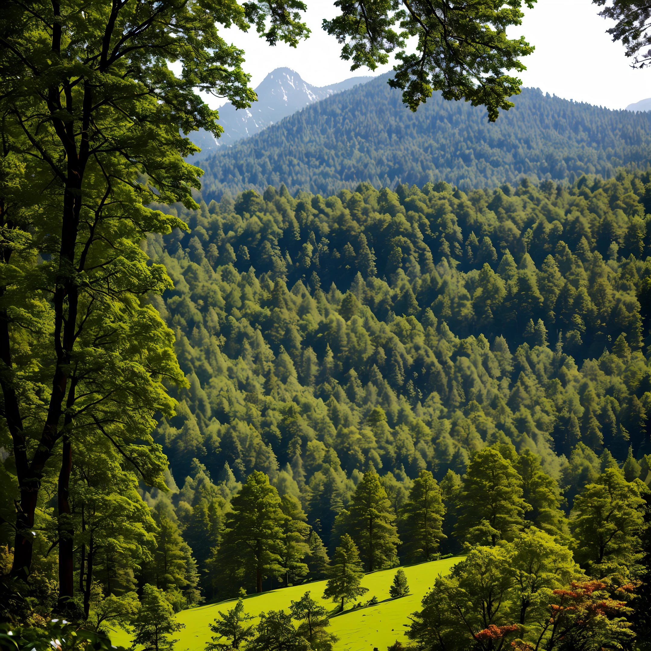 Black Forest
