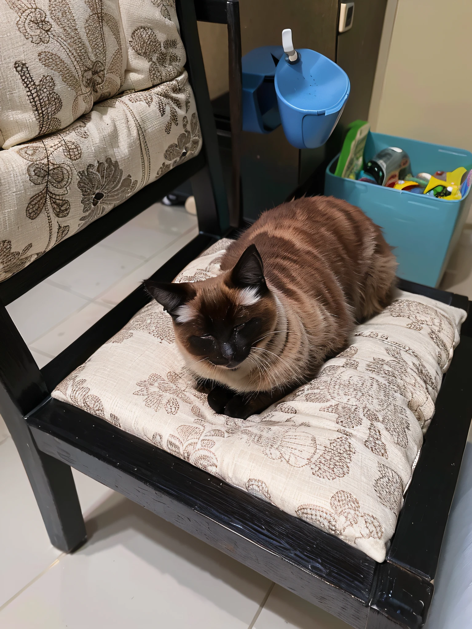 There is a cat sitting in a chair in the room, sitting on a chair, a cat sitting on a chair, sitting on a chair, sitting on a chair, shot with a Sony Alpha 9, aesthetic Siamese cat, sitting on a chair, shot with a Canon 8 0 D, in a comfortable chair, shot with a Sony A7R camera, 1980's --auto --s2