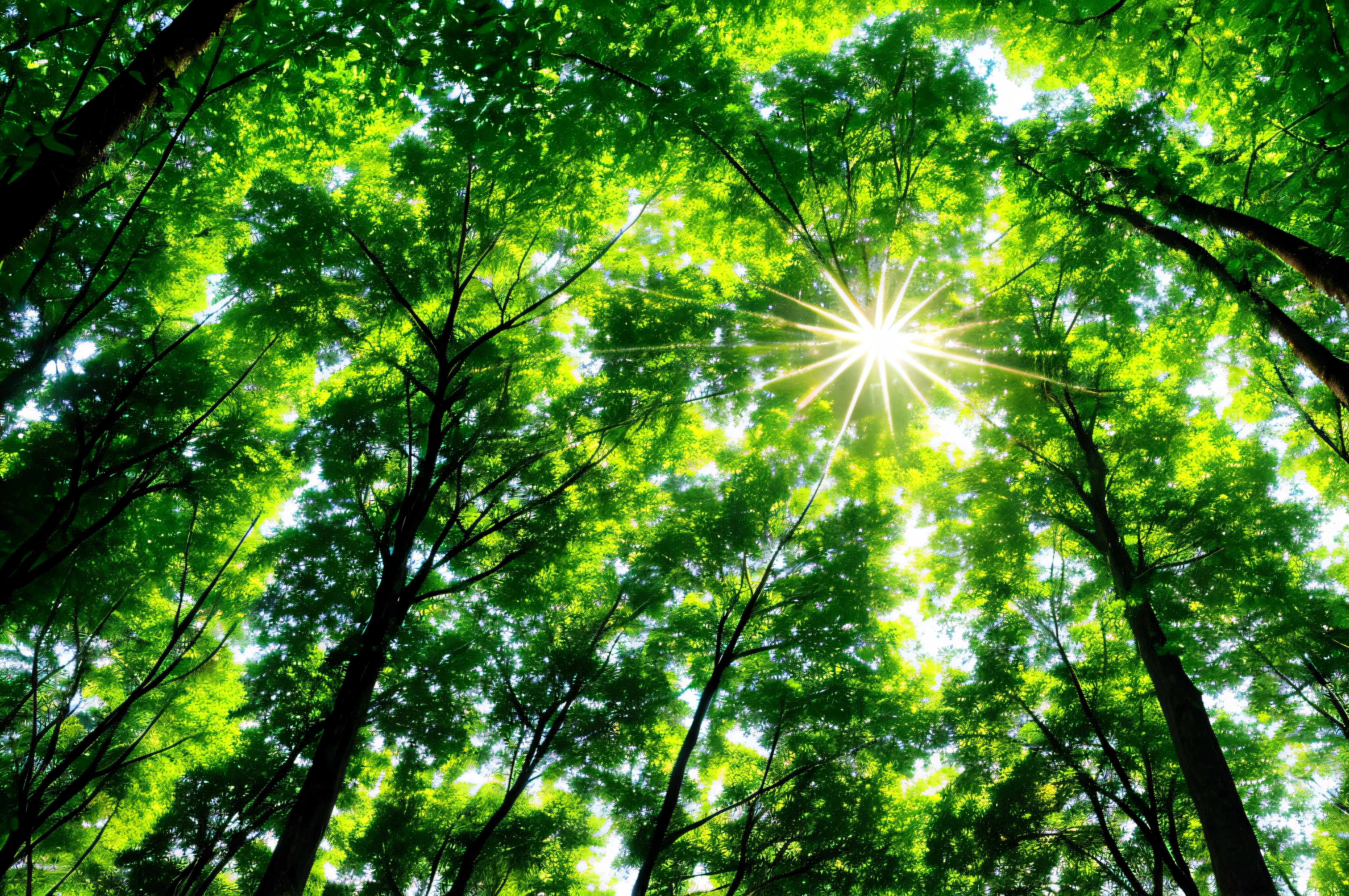 green leaves, backlit green leaves, soft green natural light, green leaves, green vegetation, green backlit leaves, green forest, green trees, green forest on background, green plant forest, branches and leaves, brilliant green, natural trees, green tones, maple trees