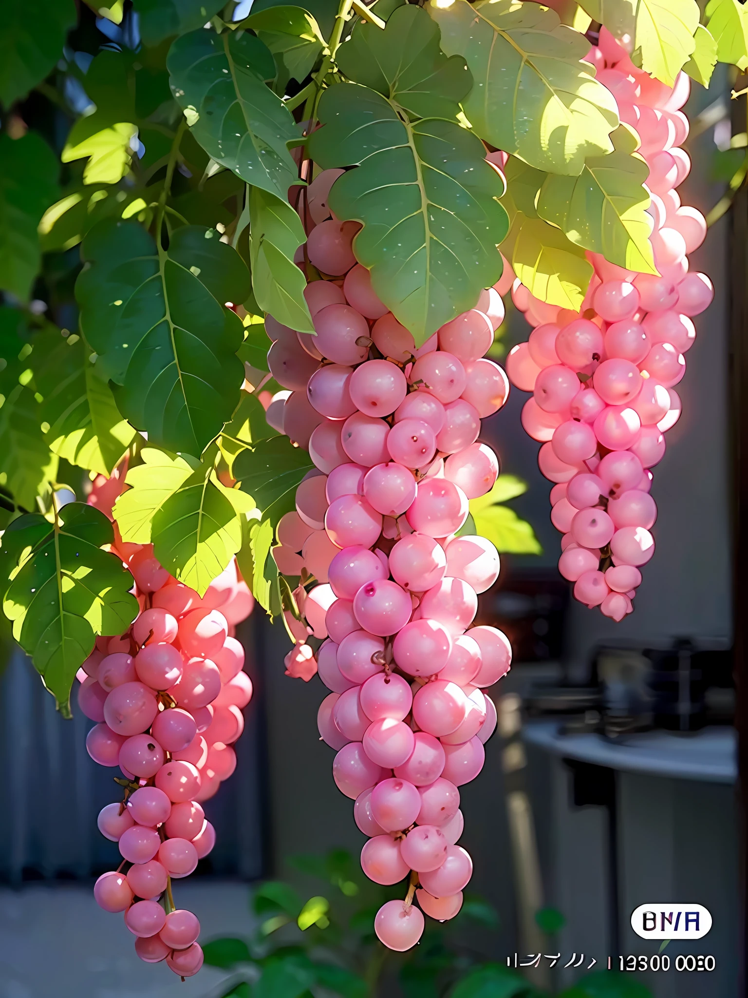 there are many pink grapes hanging from a vine in the sun, translucent grapes, translucent grapes closeup, grapes, grape, soft light 4 k in pink, pink, pink sunlight, beautifully soft lit, summer morning light, (pink colors), vines hanging down, morning detail, pink light, wine, pinks, vine, (vines), vibrant pink, summer morning