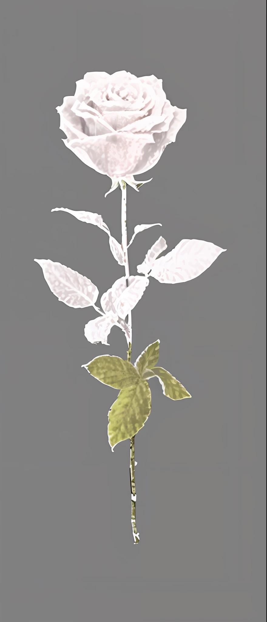 there is a white rose that is on a stem with leaves, herb, rendered, stylized vegetation, plant, rendered image, a raytraced image, weed cutie mark, botanical photo, vegetable foliage, salvia, on a gray background, sage, beautiful image, in salvia divinorum, drawn image, low quality grainy, grainy low quality, dried flower