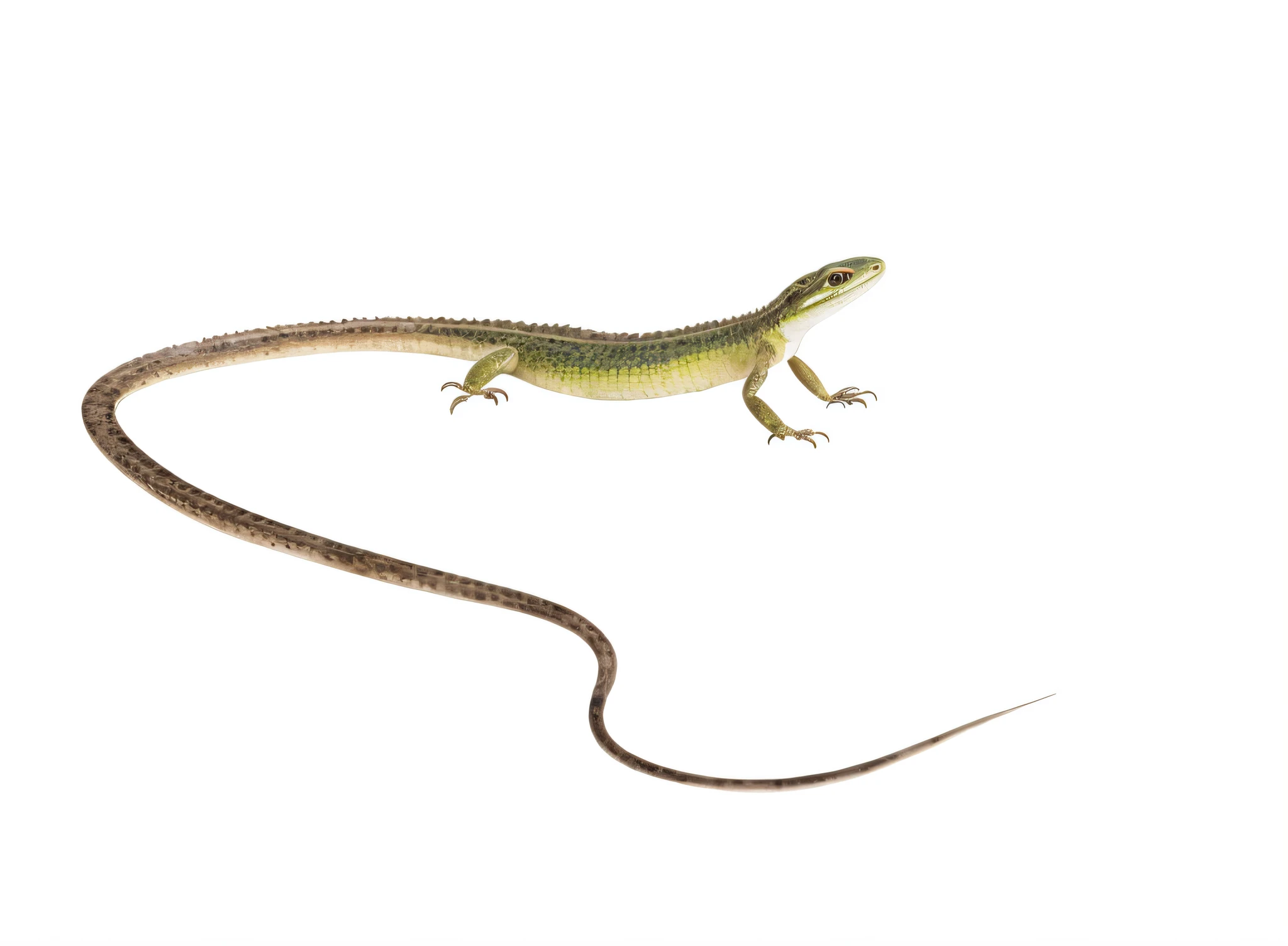 watercolor, grass lizard, watercolor style, wet in wet technique, flat illustration, highly detailed clean, vector image, masterpiece, professional, isometric, bright vector, white background, dry brush, brush stroke, drawn on canvas, by J.M.W. Turner. Expressive markers.