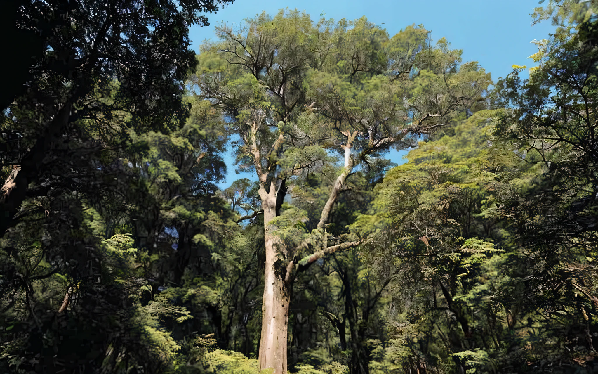 there is a large tree that is standing in the middle of the woods, tawa trees, ancient forest like fanal forest, a tall tree, huge central tree, large tree, tall large trees, nothofagus, tall tree, an enormous silver tree, rich tree, large trees, giant tree, as seen from the canopy, enormous trees, big tree --auto --s2