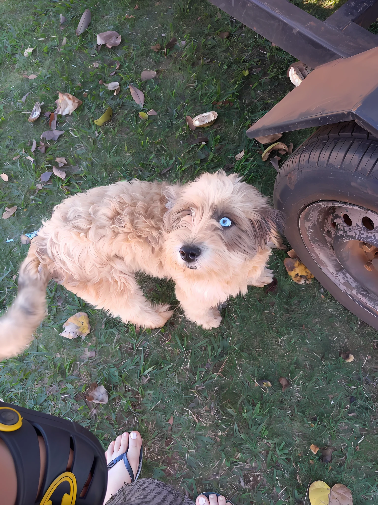 there is a small dog that is standing in the grass, scruffy looking, (((rusty))), very silly looking, breed corgi and doodle mix, bulli, scruffy man, cheeky!!!, cat dog teddy mix, lowres, havanese dog, no spot right eye, small blue eyes, cute looking, an afghan male type, looking to camera