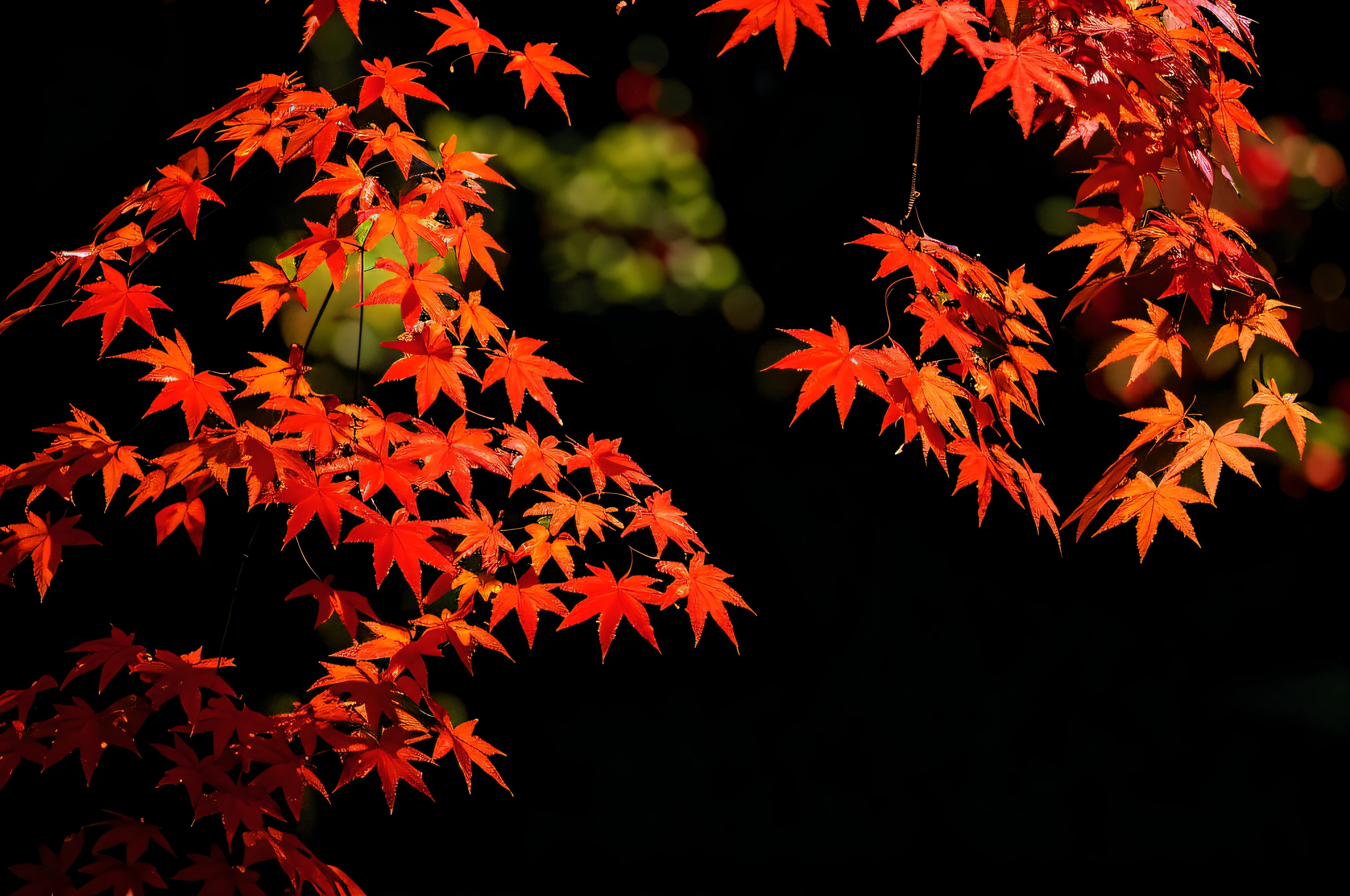 there is a red maple tree with red leaves in the dark, red leaves, autumn color, blood red leaves, autumn maples, japanese maples, flaming leaves, glowing leaves, glowing red, maple tree, magical leafs falling, very red colors, canadian maple leaves, color leaves, vibrant autumn colors, autum, autumn colors, colorful with red hues