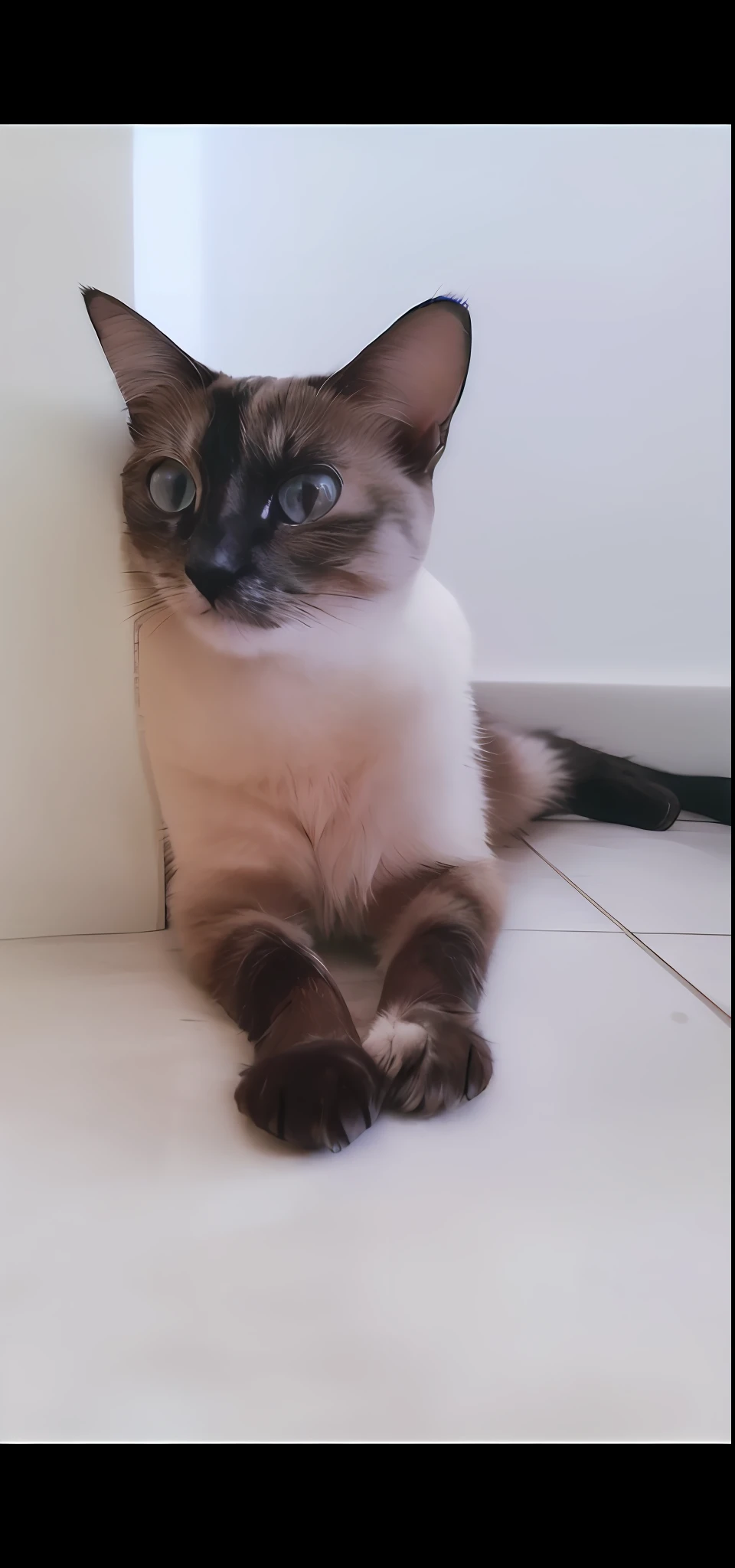 There is a cat that is sitting on the floor looking at the camera, aesthetic Siamese cat, two legs with claw feet, SFW, her foot sticking out, white with chocolate brown spots, cute cat feet, with pointed ears, she has beautiful bone structure, she is about 1 6 , sitting on the floor,  cute furry needs your help, ultra realistic, 4k