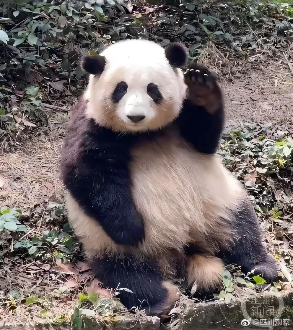 panda sitting on a rock with its paws up, a cute giant panda, panda, cute panda, tian zi, panda panda panda, waving at the camera, mu pan, showing his paws to viewer, ruan jia beautiful!, chinese, waving and smiling, sha xi, waving, pengzhen zhang, 480p, 4 8 0 p, qiu fang