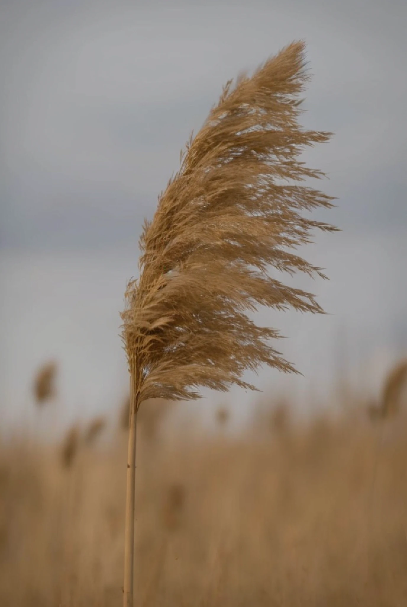 araffes in a field of dry grass blowing in the wind, phragmites, tall grown reed on riverbank, reeds, reed on riverbank, shot on sony a 7, shot on canon eos r5, shot on canon eos r 5, hairs fly in the wind, shot on nikon z9, wind blows the leaves, dry grass