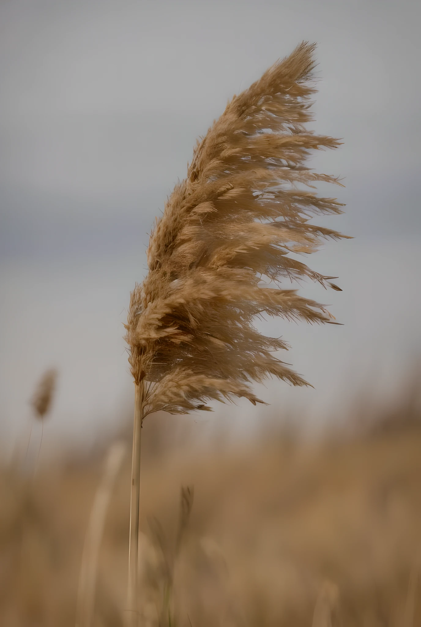 araffes in a field of dry grass blowing in the wind, phragmites, tall grown reed on riverbank, reeds, reed on riverbank, shot on sony a 7, shot on canon eos r5, shot on canon eos r 5, hairs fly in the wind, shot on nikon z9, wind blows the leaves, dry grass
