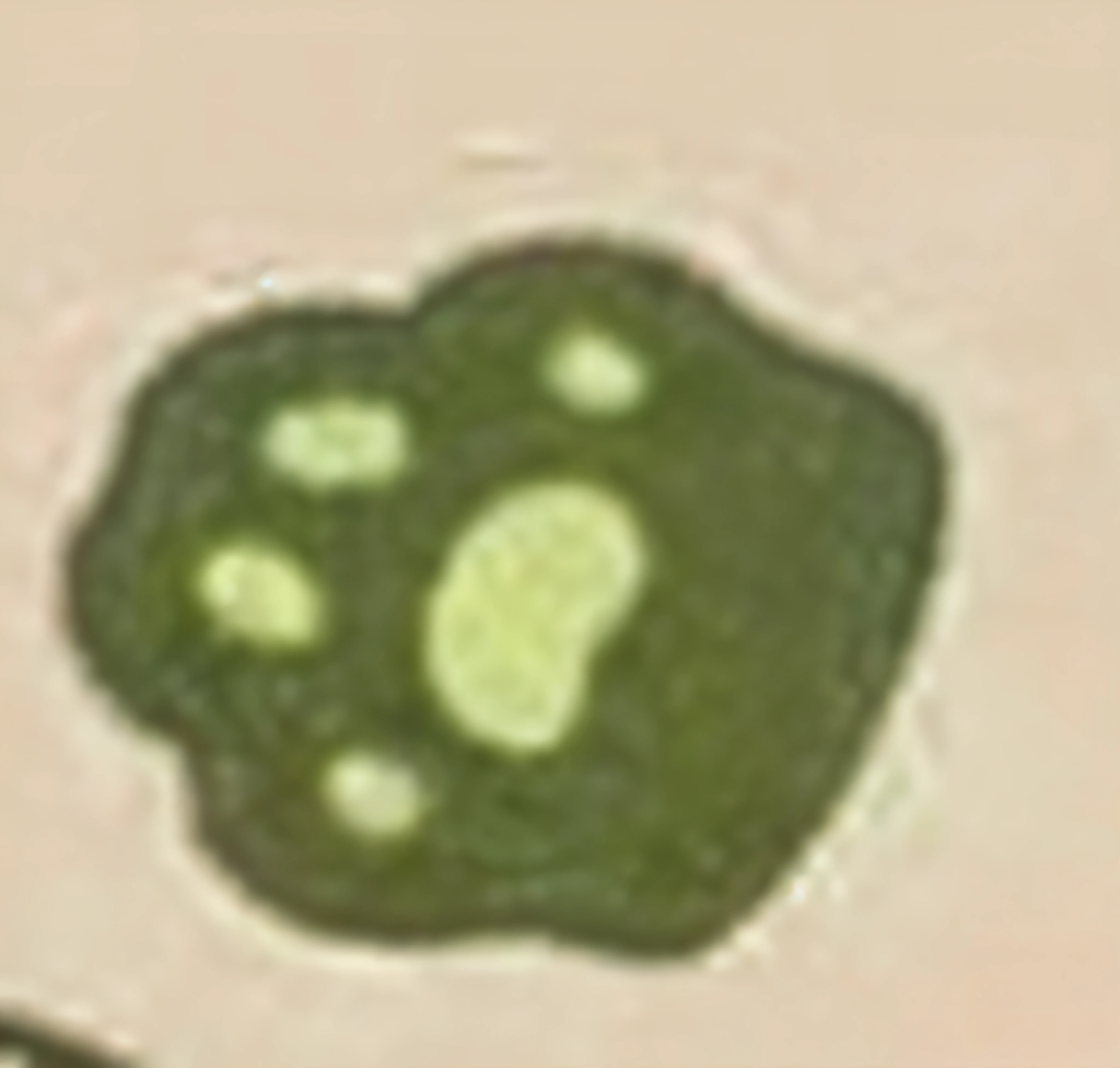 Furry paws, Neko, super detailed image