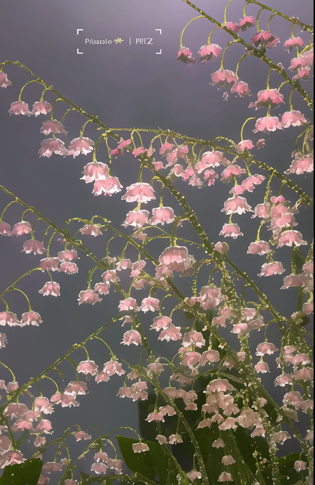 there is a picture of a plant with pink flowers in the background, surreal waiizi flowers, gypsophila, pink flowers, mandelbulb flowers and trees, incredibly ethereal, magical flowers, tall flowers, dew, alien flowers, very ethereal, weeping willows and flowers, pink mist, strange flowers, mutated flowers, close up of iwakura lain