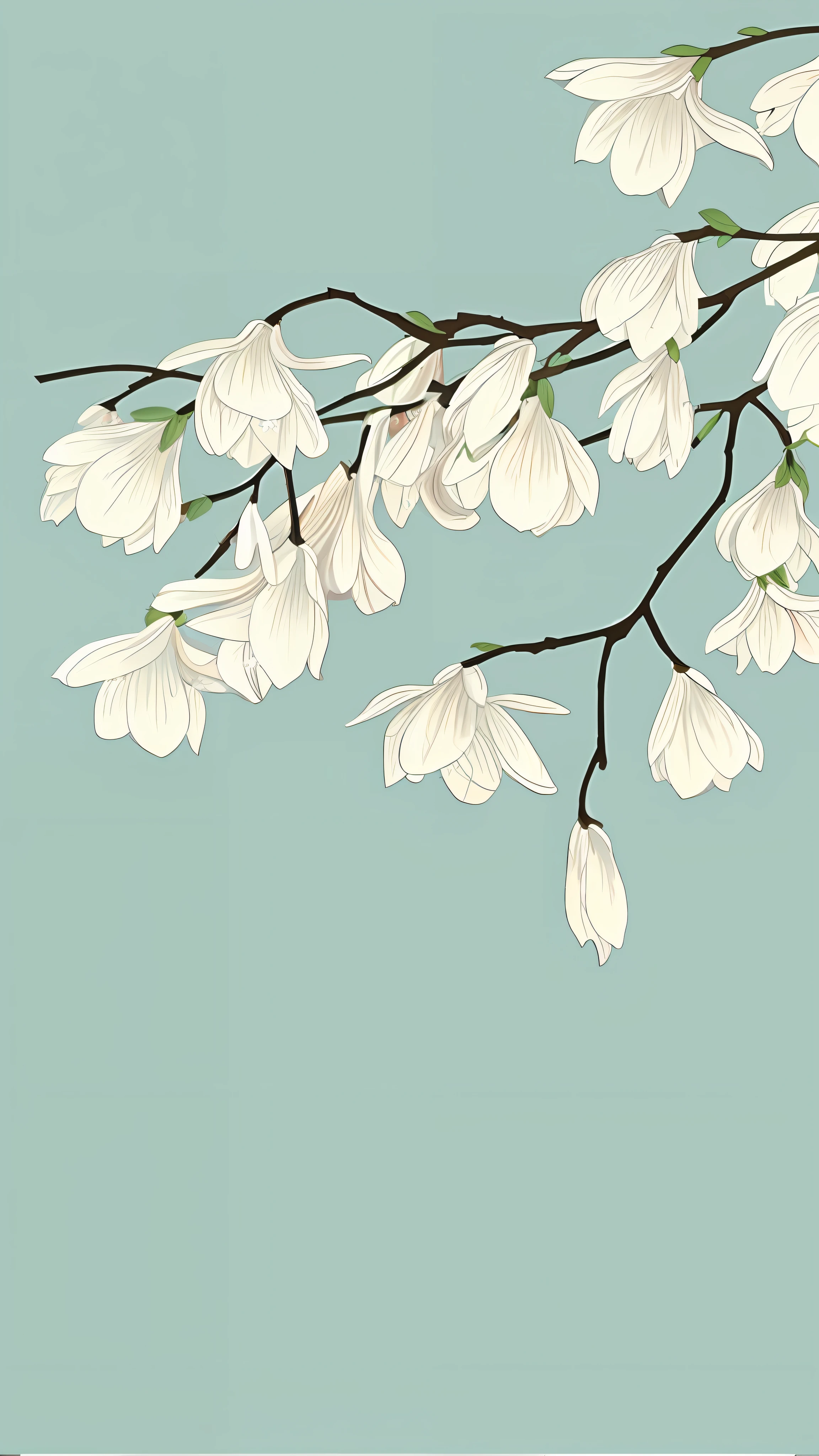 There is a picture of the branches of a tree with white flowers, white flowers, magnolia flowers, illustration, blossoms, flowers and birds, official artwork, magnolia, white flowers, this is beautiful, Chinese painting style, HD partial