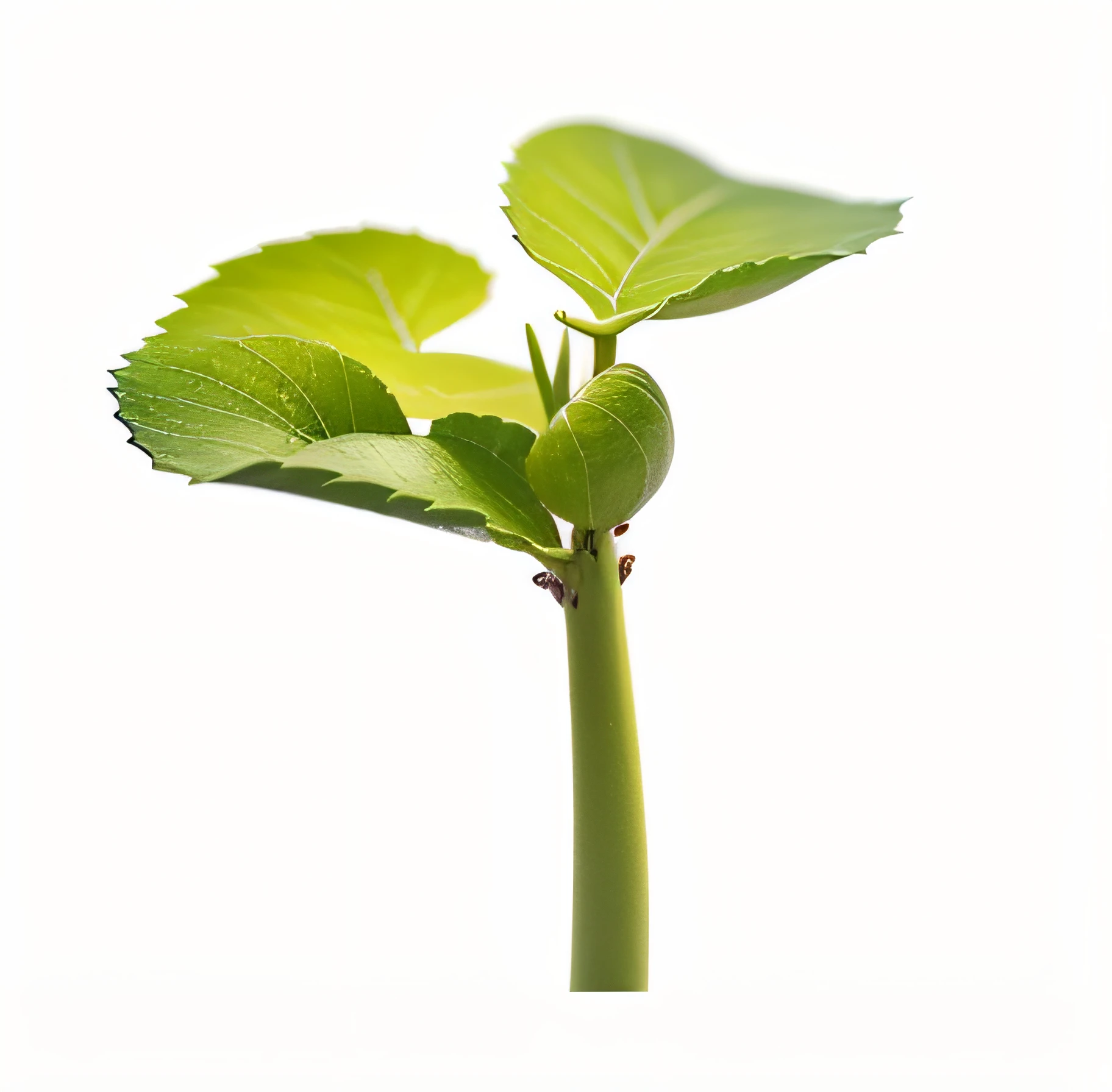 a green soy plant with leaves on a white background --auto