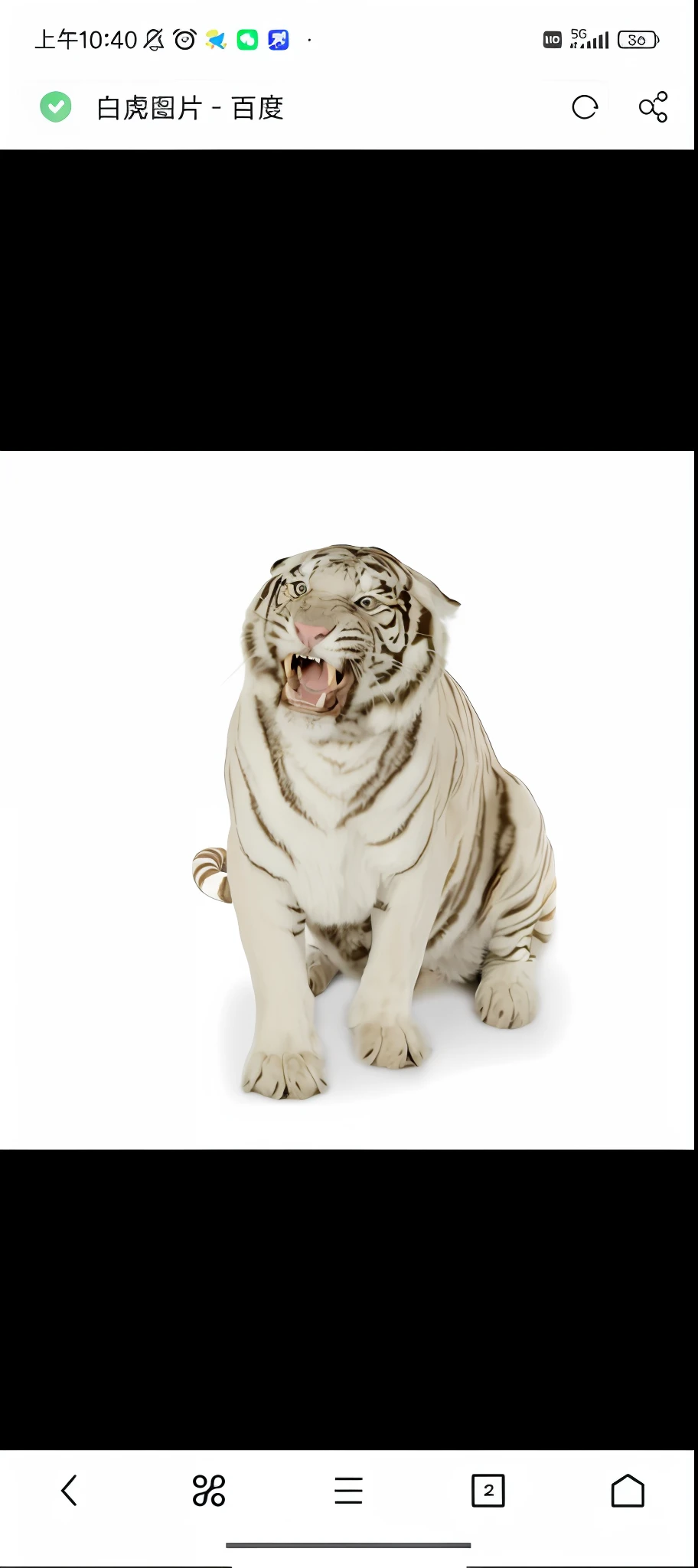 there is a white tiger sitting on a white background with a caption, white tiger, a tiger, with a white muzzle, ((tiger)), anthropomorphic tiger, mouth open in a terrifying roar, the tiger is smiling, tigers, tiger_beast, isolated on whites, aggressive pose, ferocious appearance, tiger, isolated white background