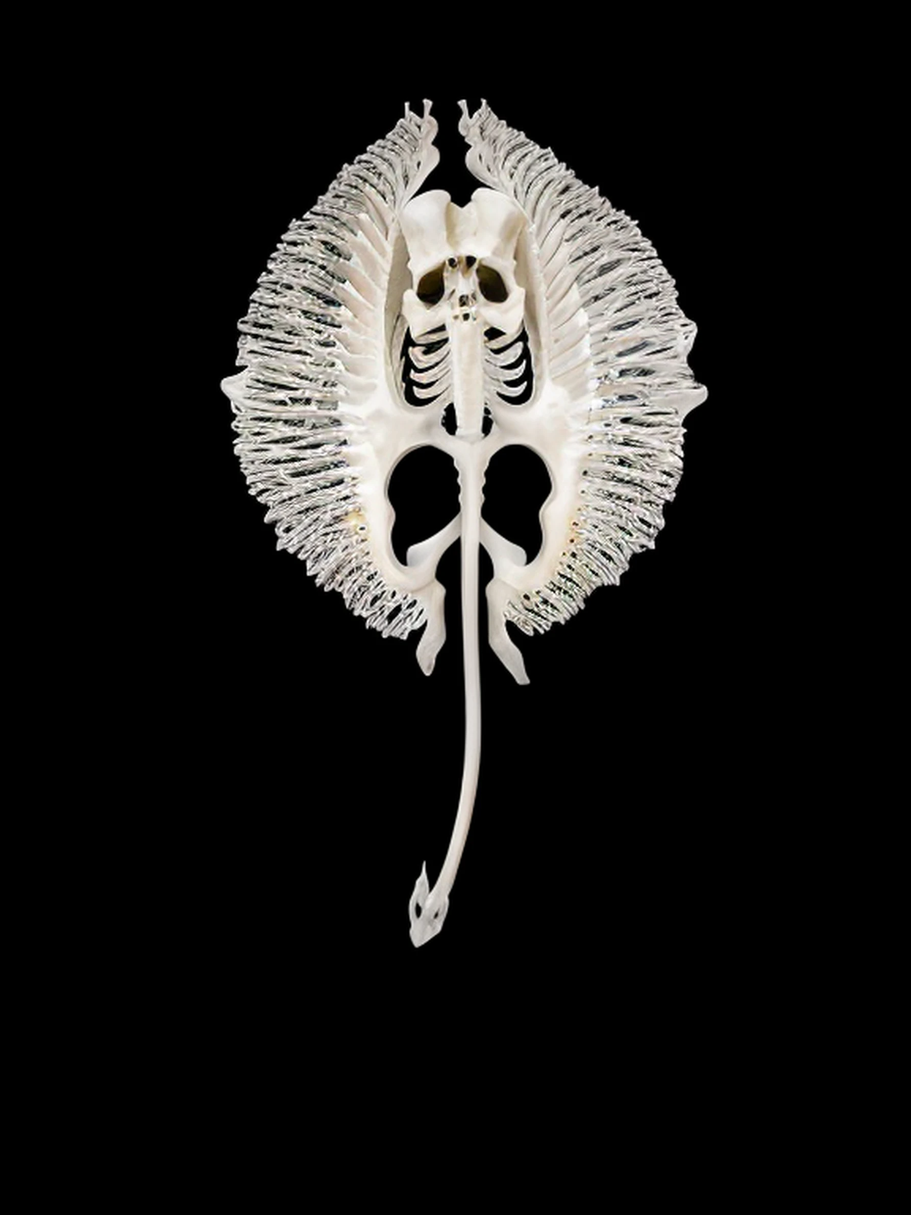 Arafed skeleton of a stingray with a long, symmetrical gelatinous tail, anatomical fractal, stingray skeleton, skeleton - as a creature, skeleton-like creature, gaping gills and baleen, made of leaf skeleton, made of leaf skeletons, skeleton with extra fleshy pieces, translucent gills, stingray thorax, spine, huge spines