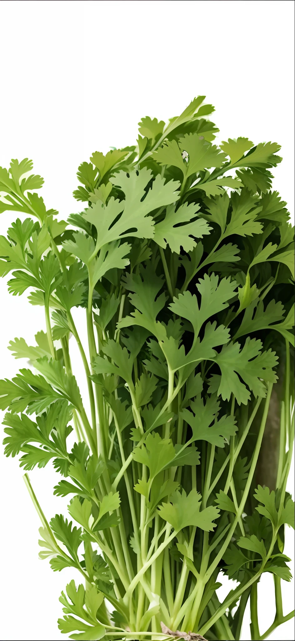 there is a bunch of green leaves on a white surface, greens), vegetable foliage, greenery, herbs, herb, green foliage, lush greens, its name is greeny, digitally enhanced, rain lit, green plant, intermediate art, fern, trending ,, stunning image, beautiful image, greenery growing, botanic foliage, digital rendering, leaves foliage and stems, basil, vibrant greenery --auto
