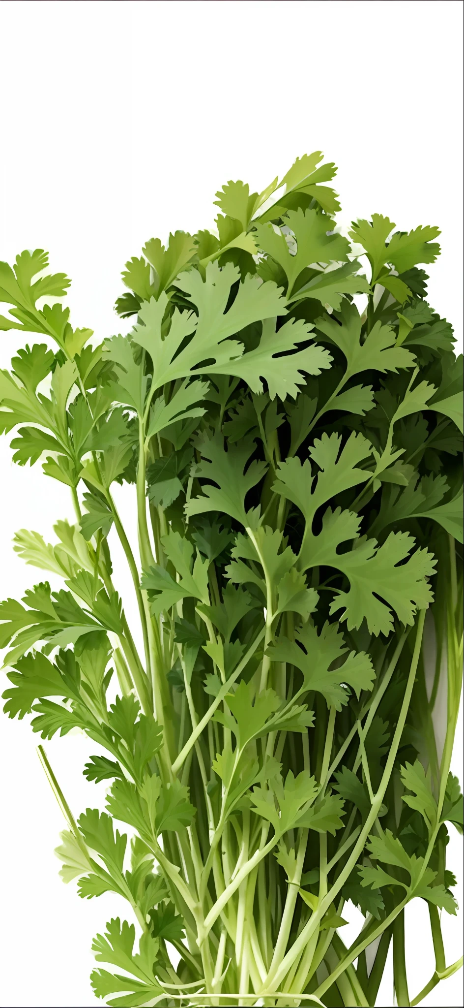 there is a bunch of green leaves on a white surface, greens), vegetable foliage, greenery, herbs, herb, green foliage, lush greens, its name is greeny, digitally enhanced, rain lit, green plant, intermediate art, fern, trending ，, stunning image, beautiful image, greenery growing, botanic foliage, digital rendering, leaves foliage and stems, basil, vibrant greenery --auto