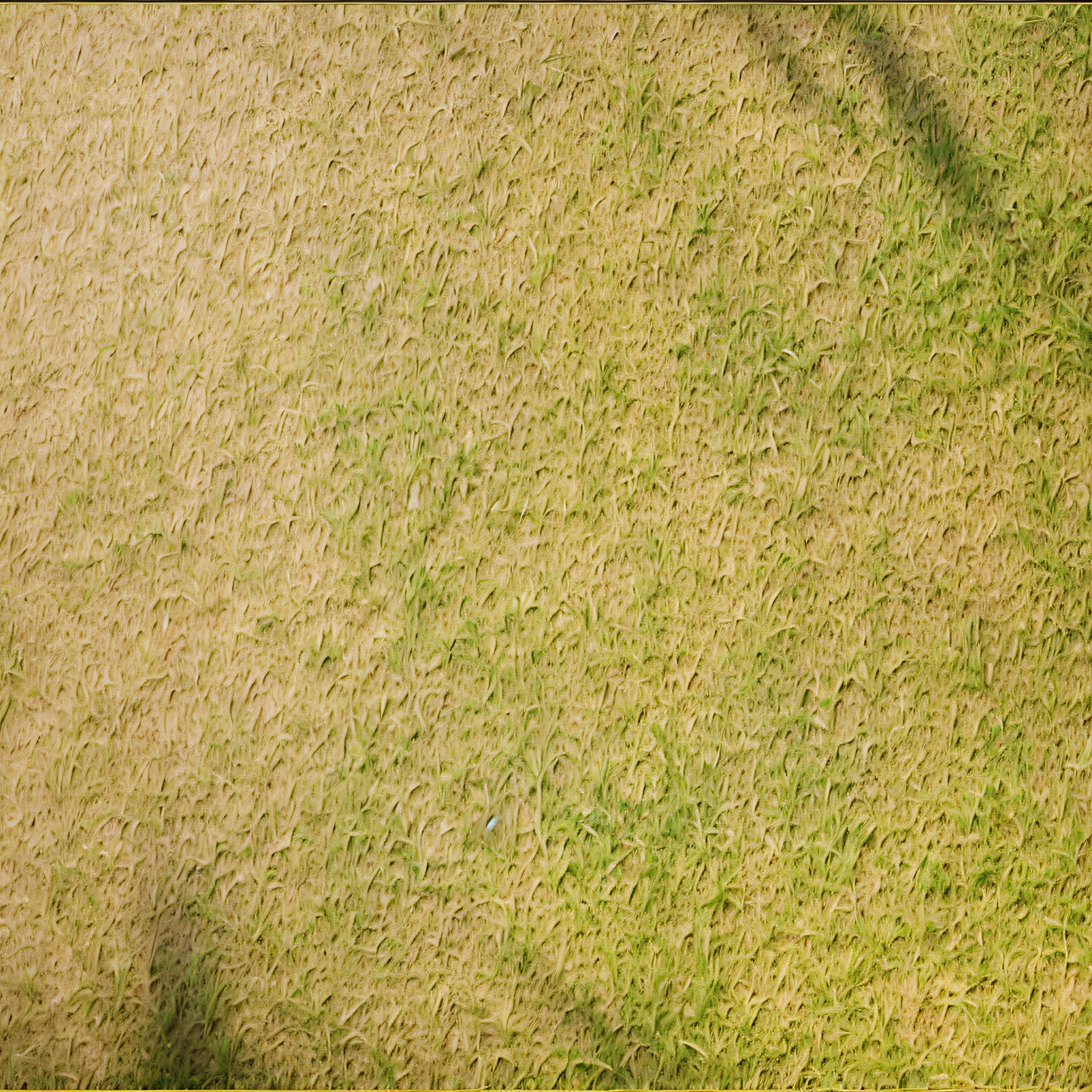 grass texture material, grass texture, grass, natural grass background, surrounding grass, super realistic grass texture, grass, material map, grass bump, 4K ultra-clear picture quality, clear organization, clear roots