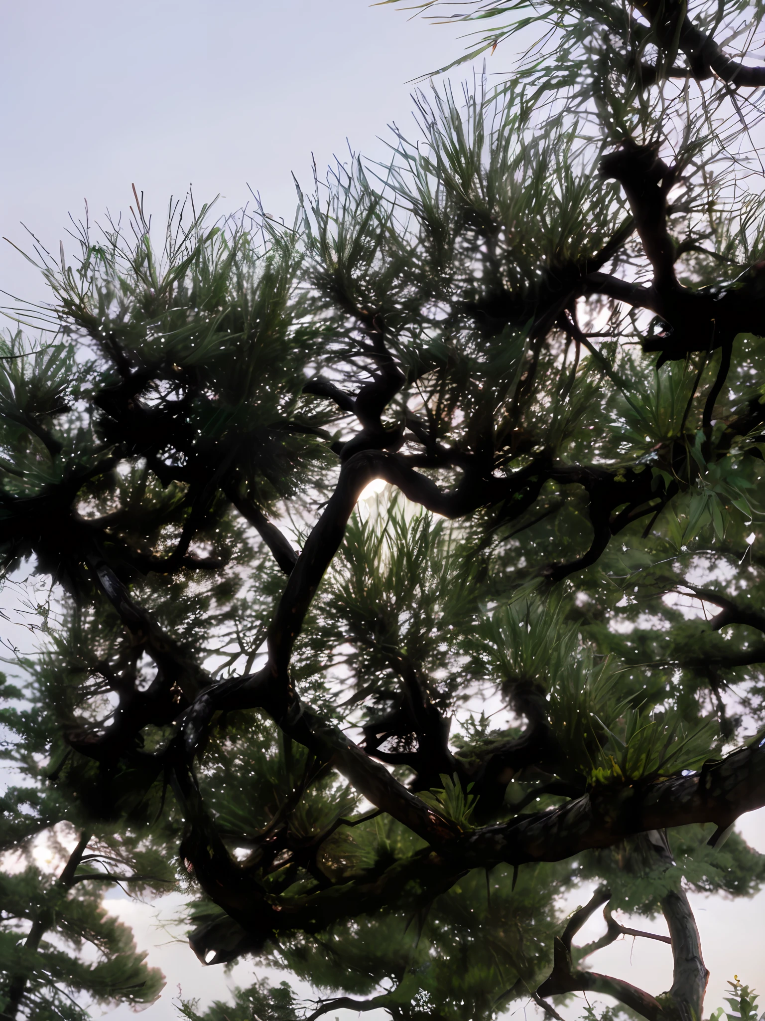 Pine trees, many thick dark knotted branches, intricate branches, single pines, branches and leaves, evergreen branches, wonders, network, aggressive, invisible to the sky