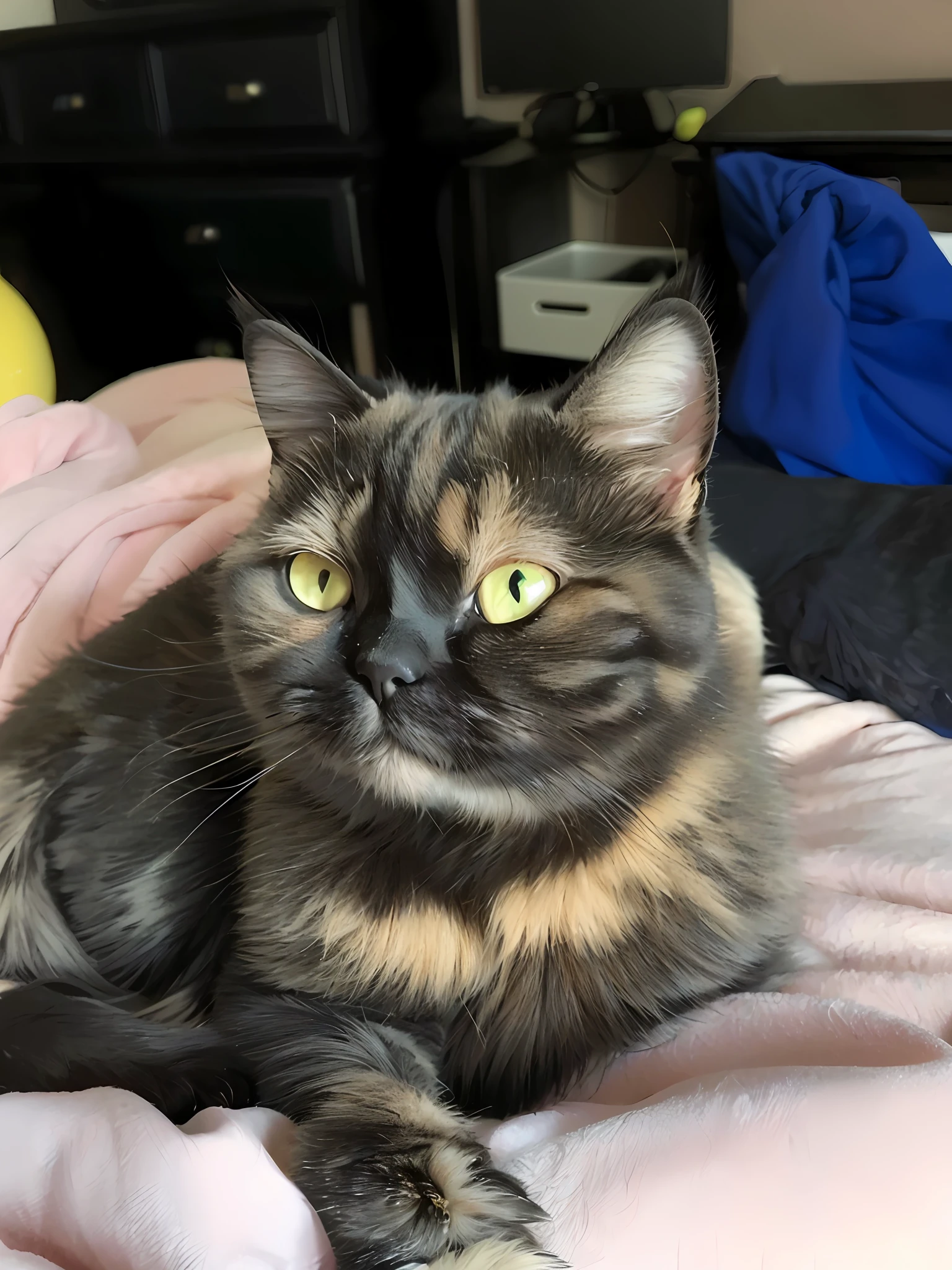there is a cat that is laying on a bed with a blanket, exotic shorthair cat, very silly looking, looking towards the camera, looking confused, looking to the camera, calico, calico cat, young female, looking away from camera, looking off to the side, proud looking away, looking to the side, proud looking, looking away from the camera