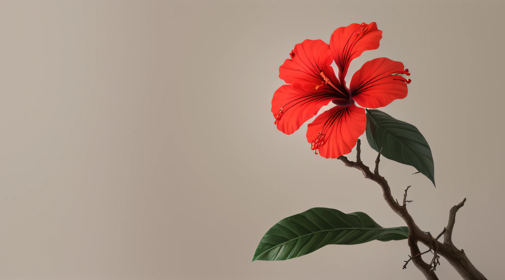 hibiscus flower blooming on a gnarled branch against a grey background, simple background, in the style of light orange and light beige, minimalist images, photography installations, paleocore, green and crimson, hyper-realistic, poetic intimacy