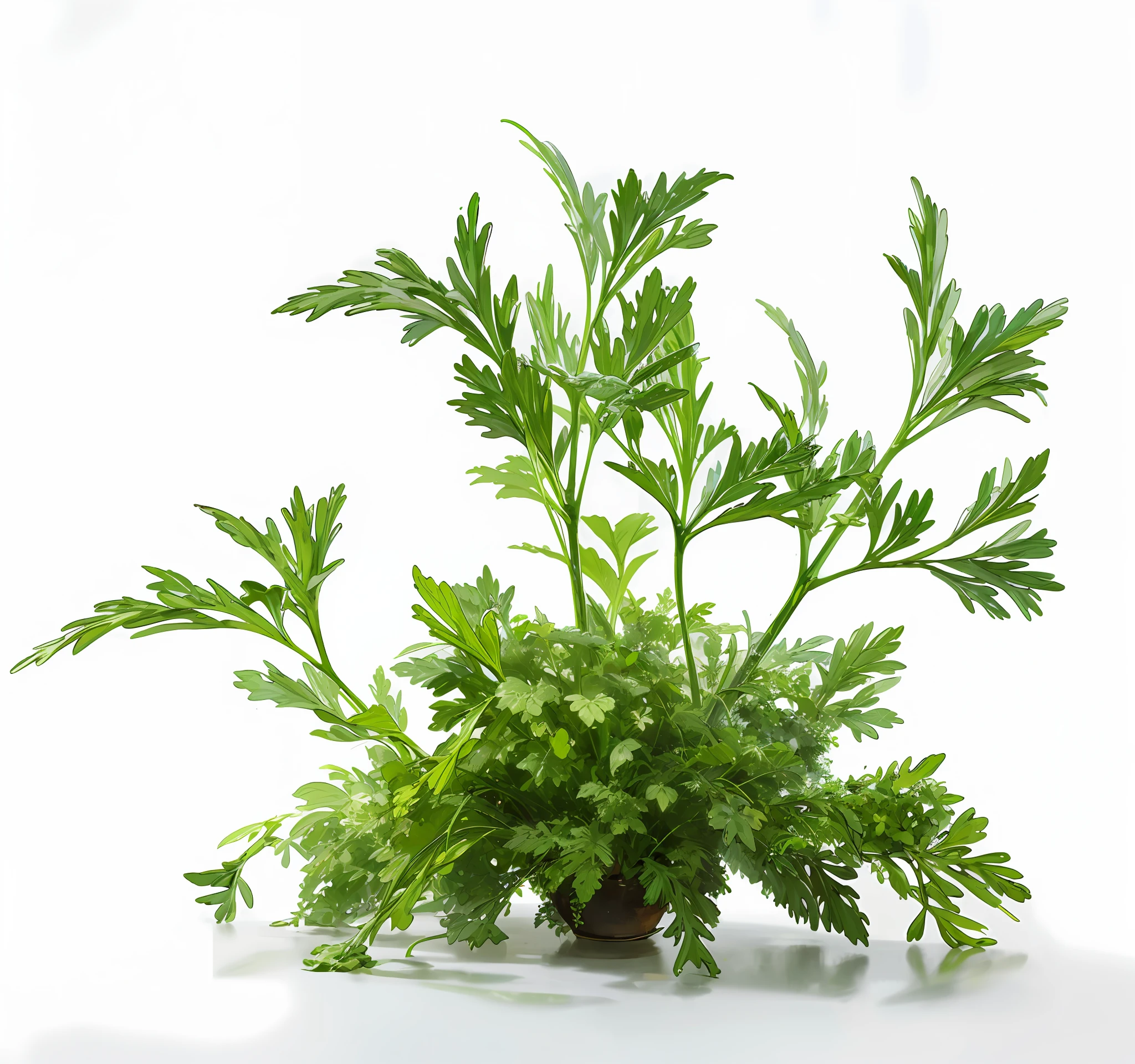 there is a plant that is growing out of a pot, Wormwood, green plant, herbs, botanical photo, green foliage, plant photography, On a white background, high detail product photo, green plant, herb, botanic foliage, greens), alien foliage plants, Greenery, large bosum, basil leaves instead of leaves, on a gray background, photograph of april